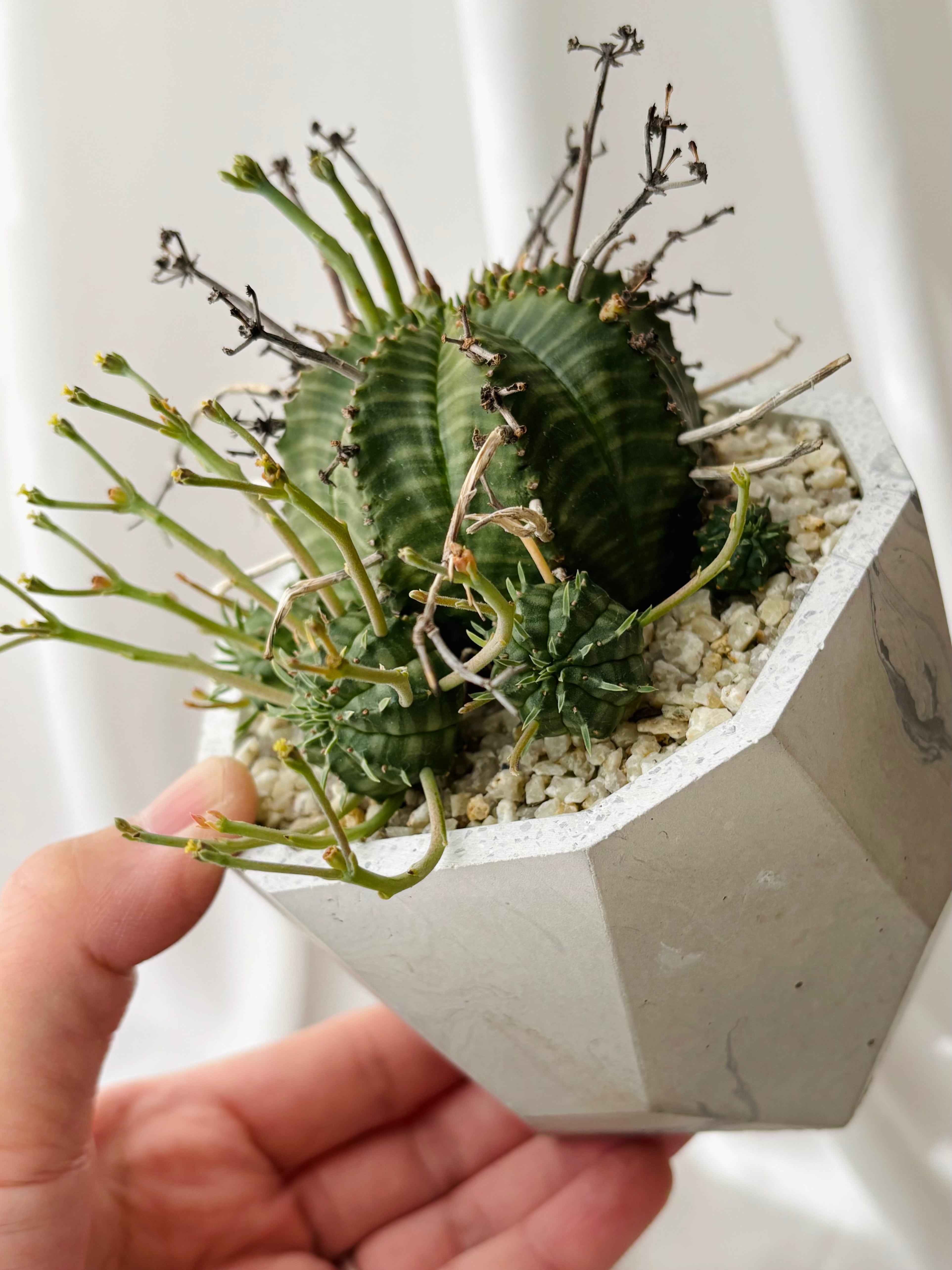 Euphorbia valida ユーフォルビア スーパーバリダ 群生株 多肉植物