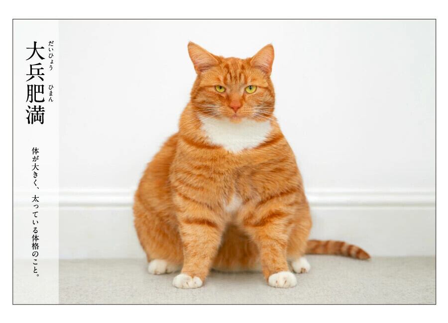 猫ポストカード(にゃんこ四字熟語)6枚セット | マスノヤ衣料品店