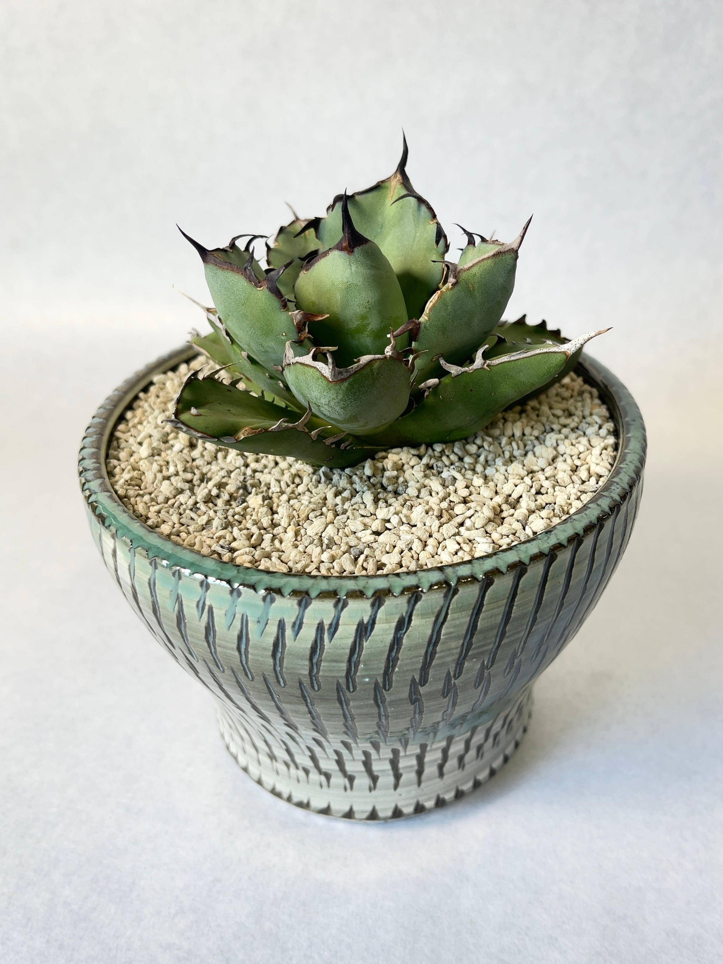 アガベ・黒鯨 | trigger