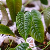 Anthurium Veitchii / アンスリウム・ベイチー【お得なまとめ売り】