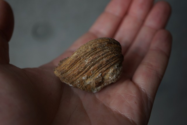 カリフォルニア産トリゴニア化石　Trigonia sp. 824