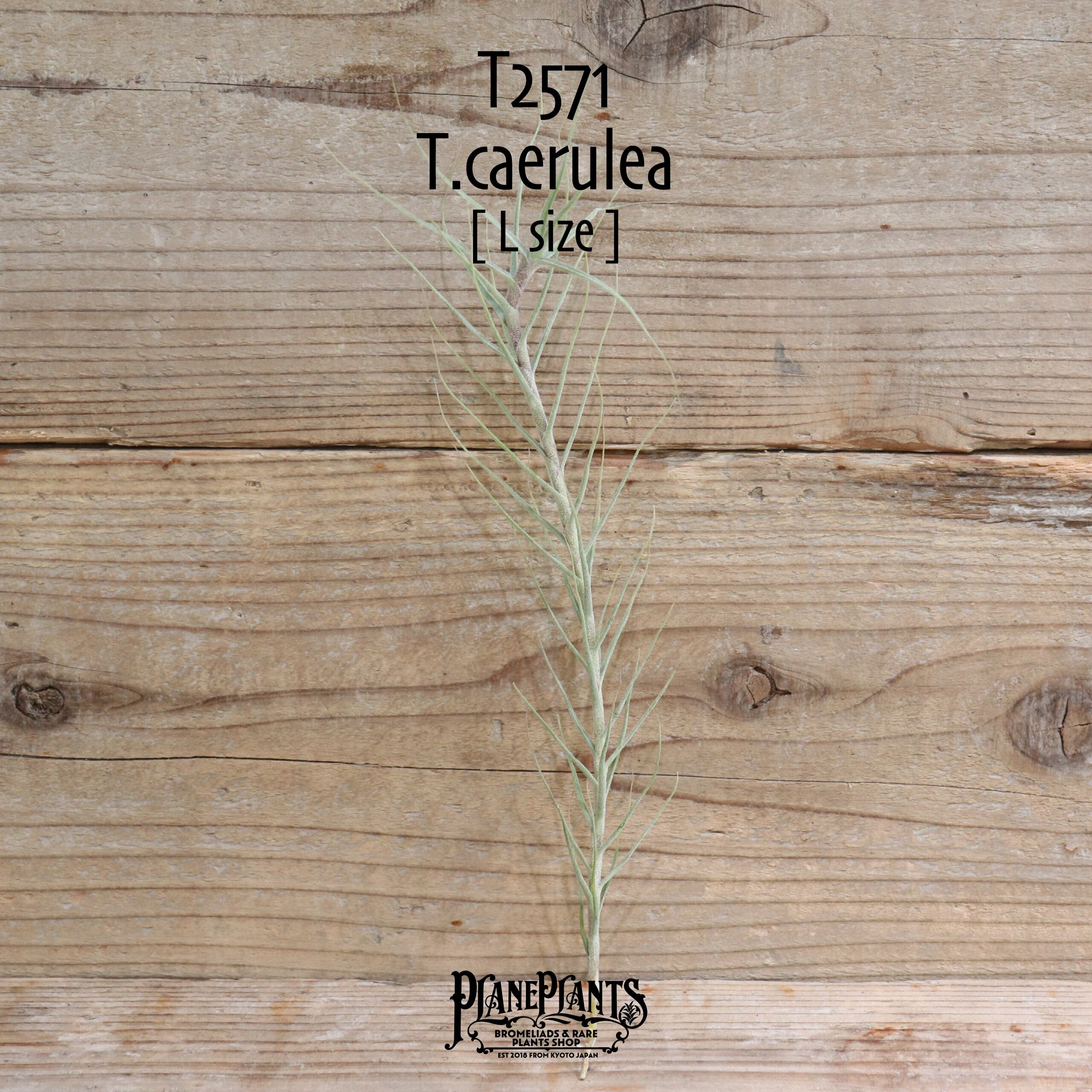 【送料無料】caerulea L〔エアプランツ〕現品発送T2571
