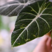 【斑入り】アロカシア ブラックベルベット / Alocasia reginula 'Variegated'