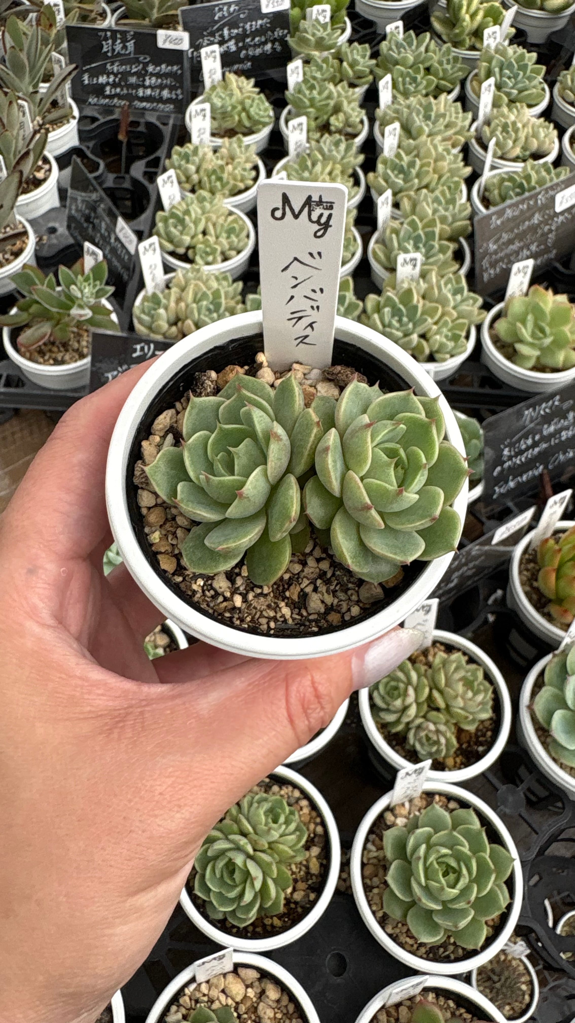 多肉植物専門店MYplus