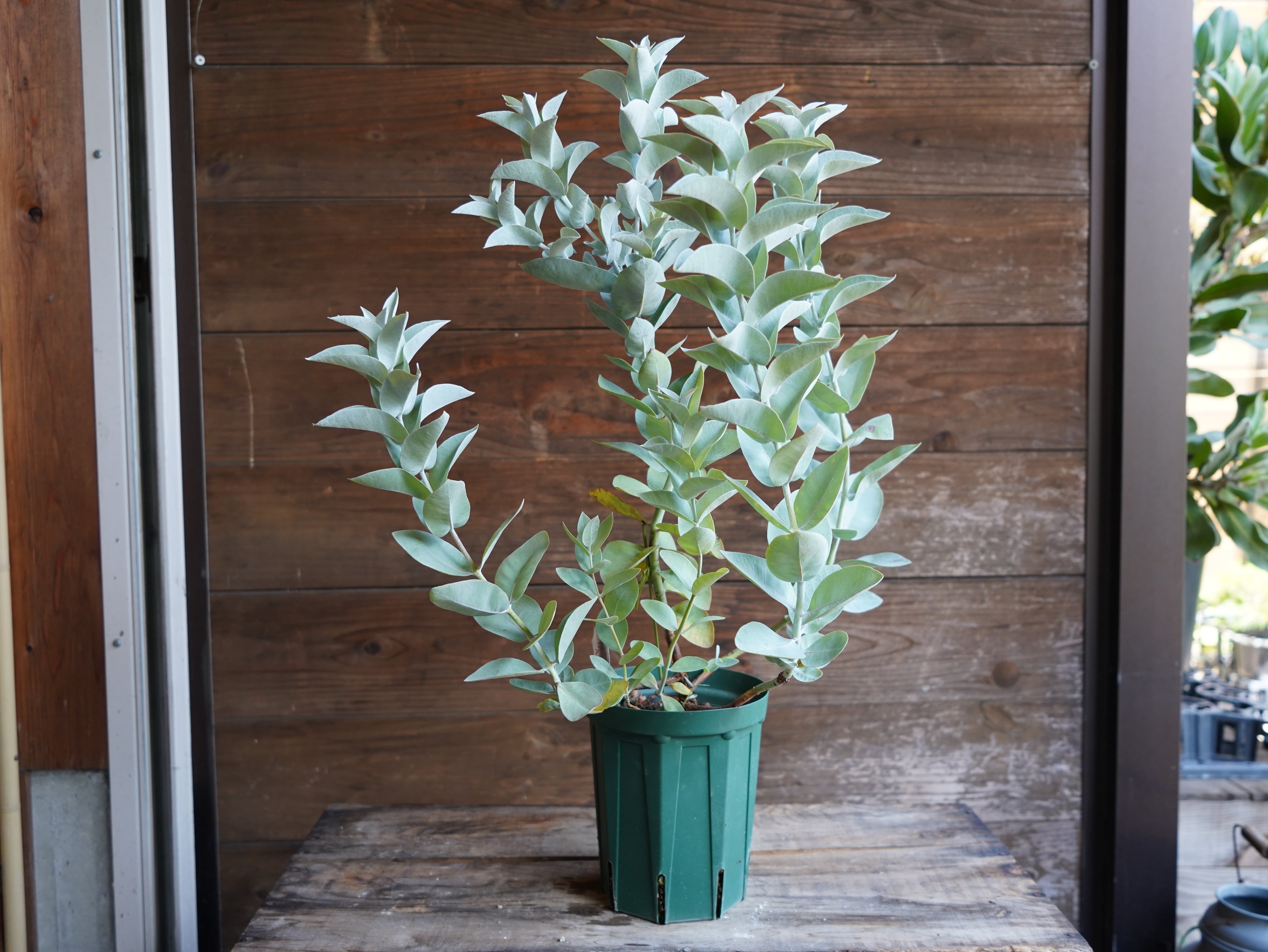 【現物】ユーカリ　”マクロカルパ”