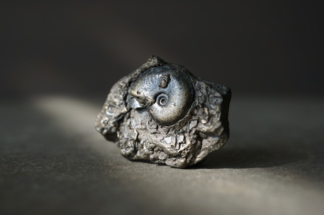イギリス産黄鉄鉱化アンモナイト  Pyritized Ammonite 2308