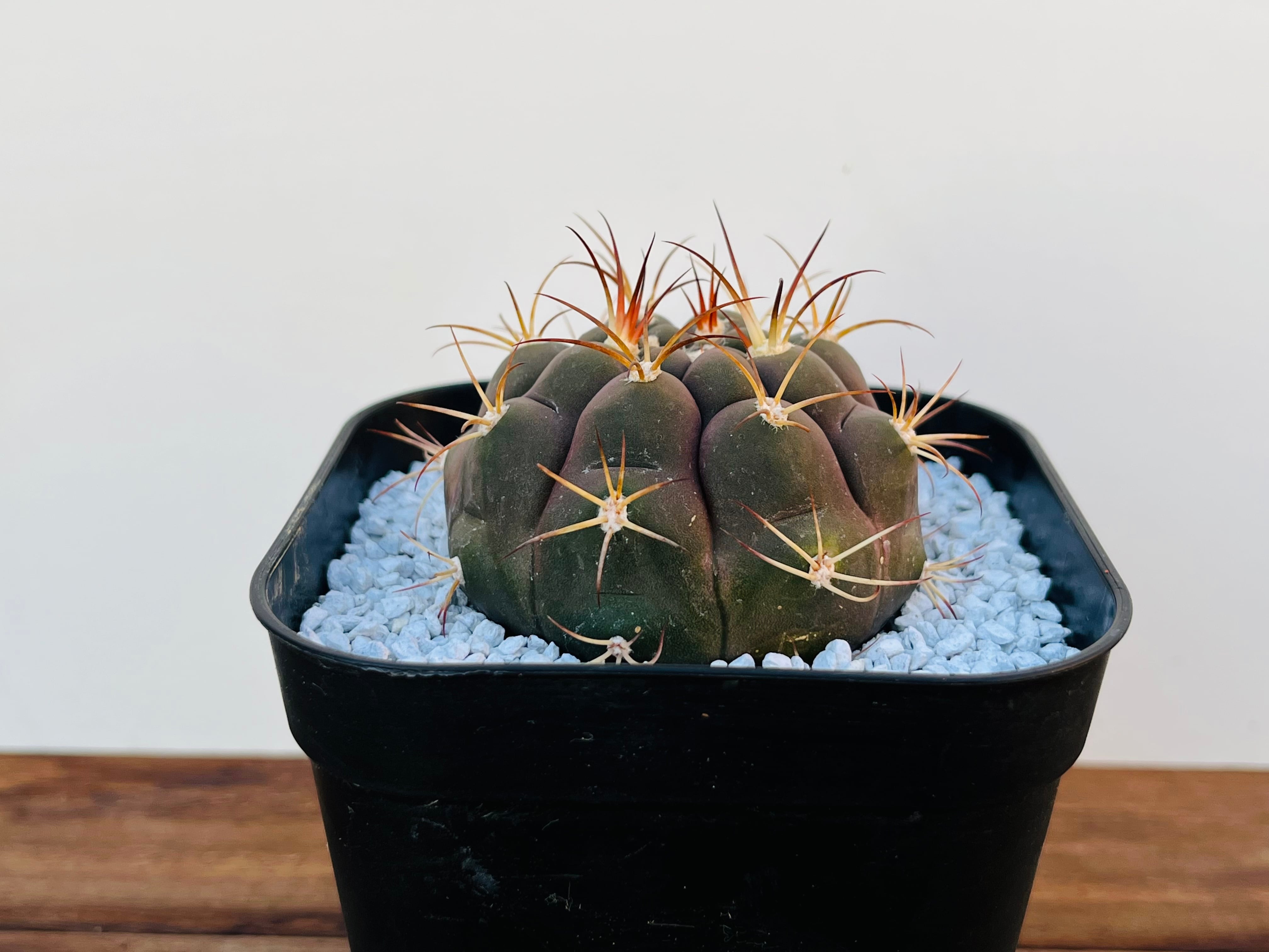 Gymnocalycium ギムノカリキュウム | plants MARU ー 多肉植物