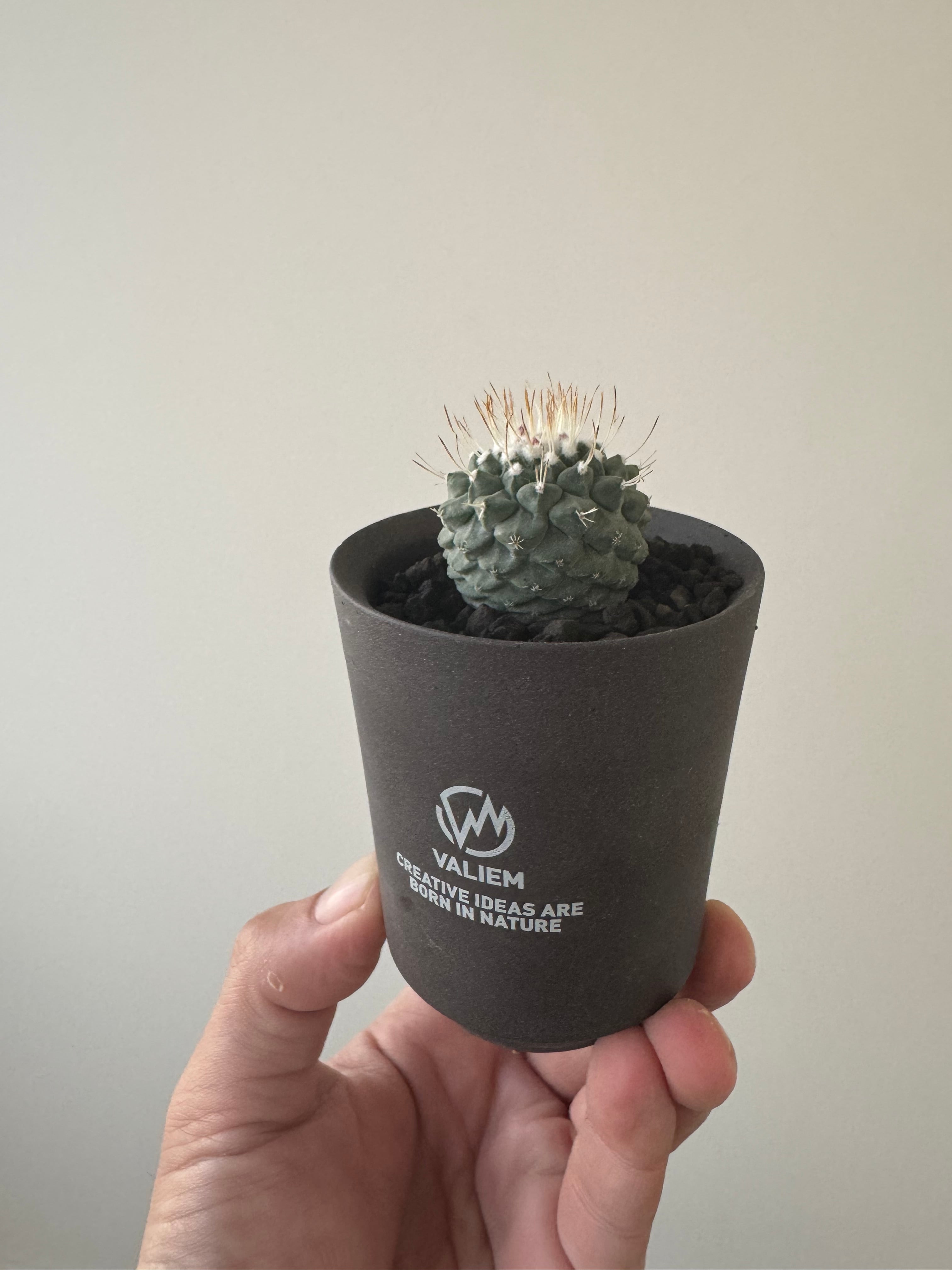 菊水　サボテン　valiem 新着】Strombocactus disciformis ×VALIEM GHOST【俺の菊水】ス