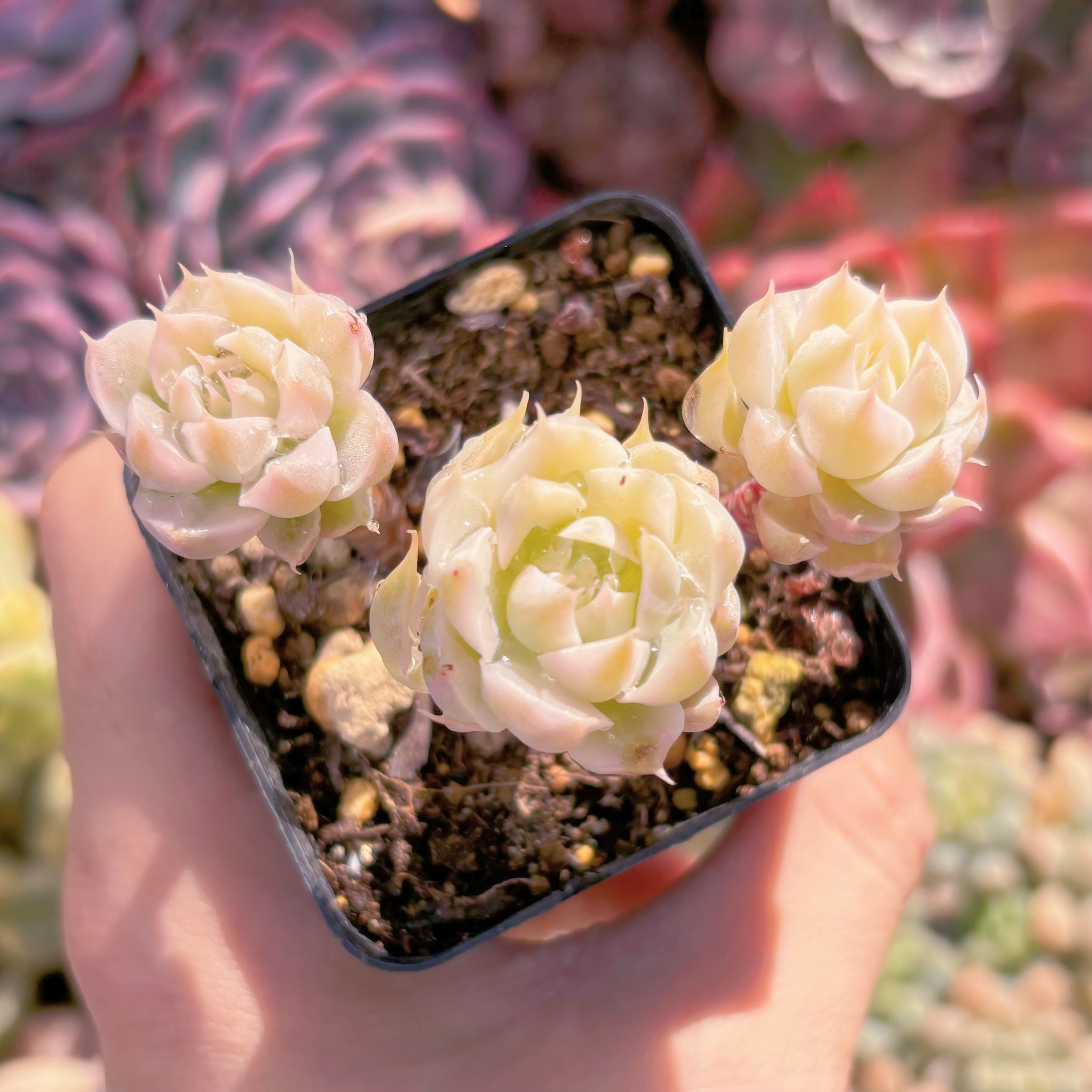 現品　マカレッド錦#1180　るる農園