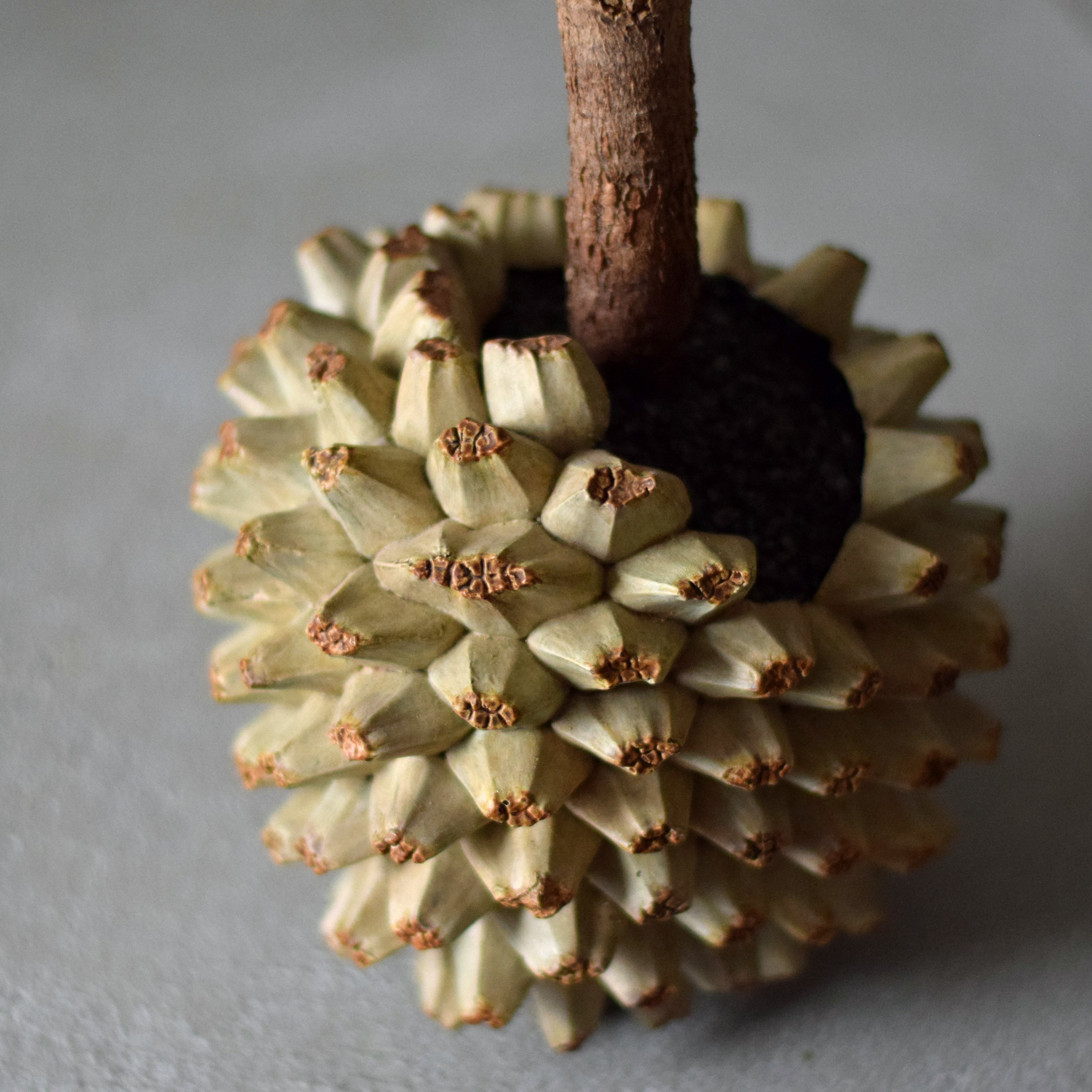 Natural instrument アダンの実（オペルクリカリア・デカリー） | echidna