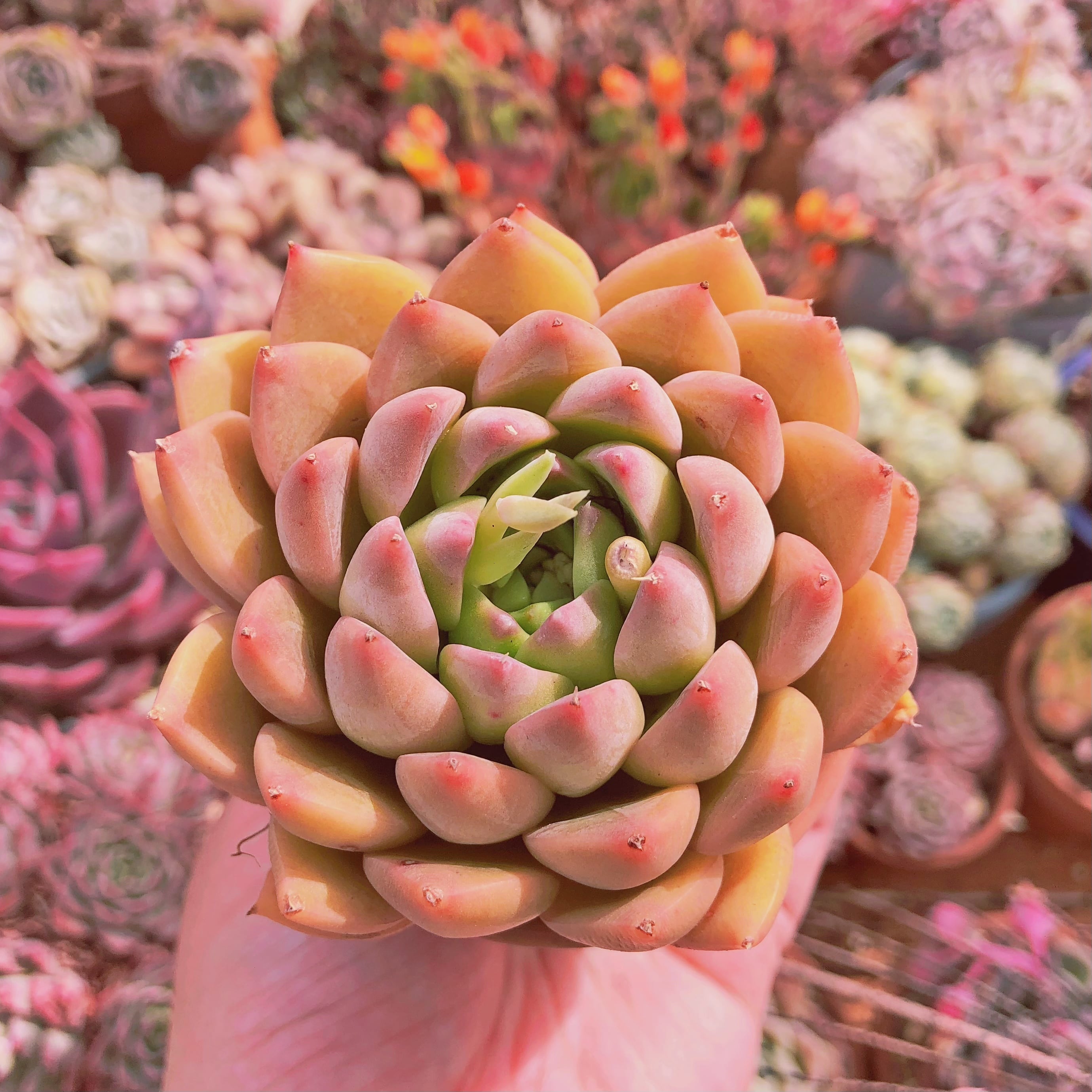 多肉植物　ハニーバード