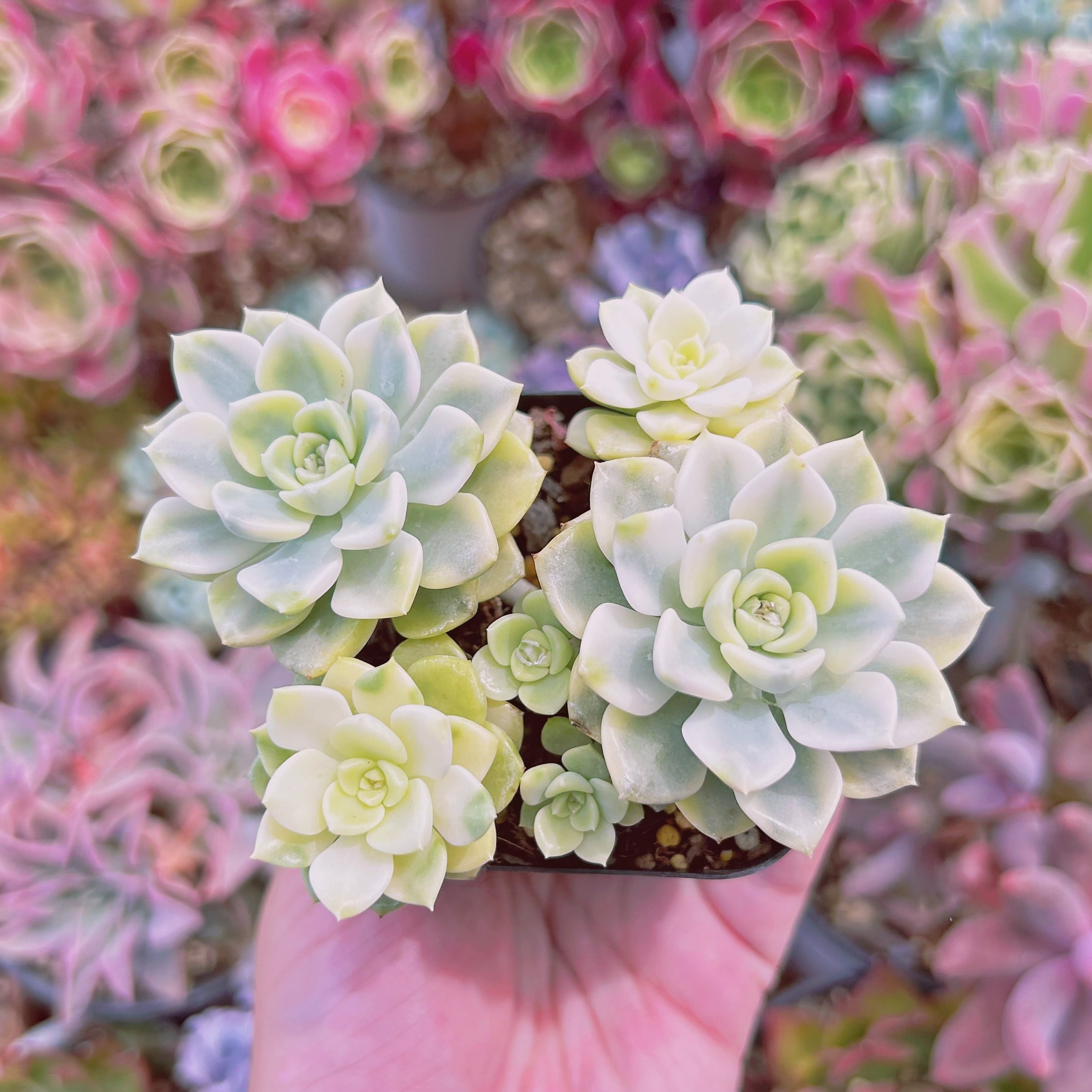 #1139現物　多肉植物　ベビードール錦　抜き苗