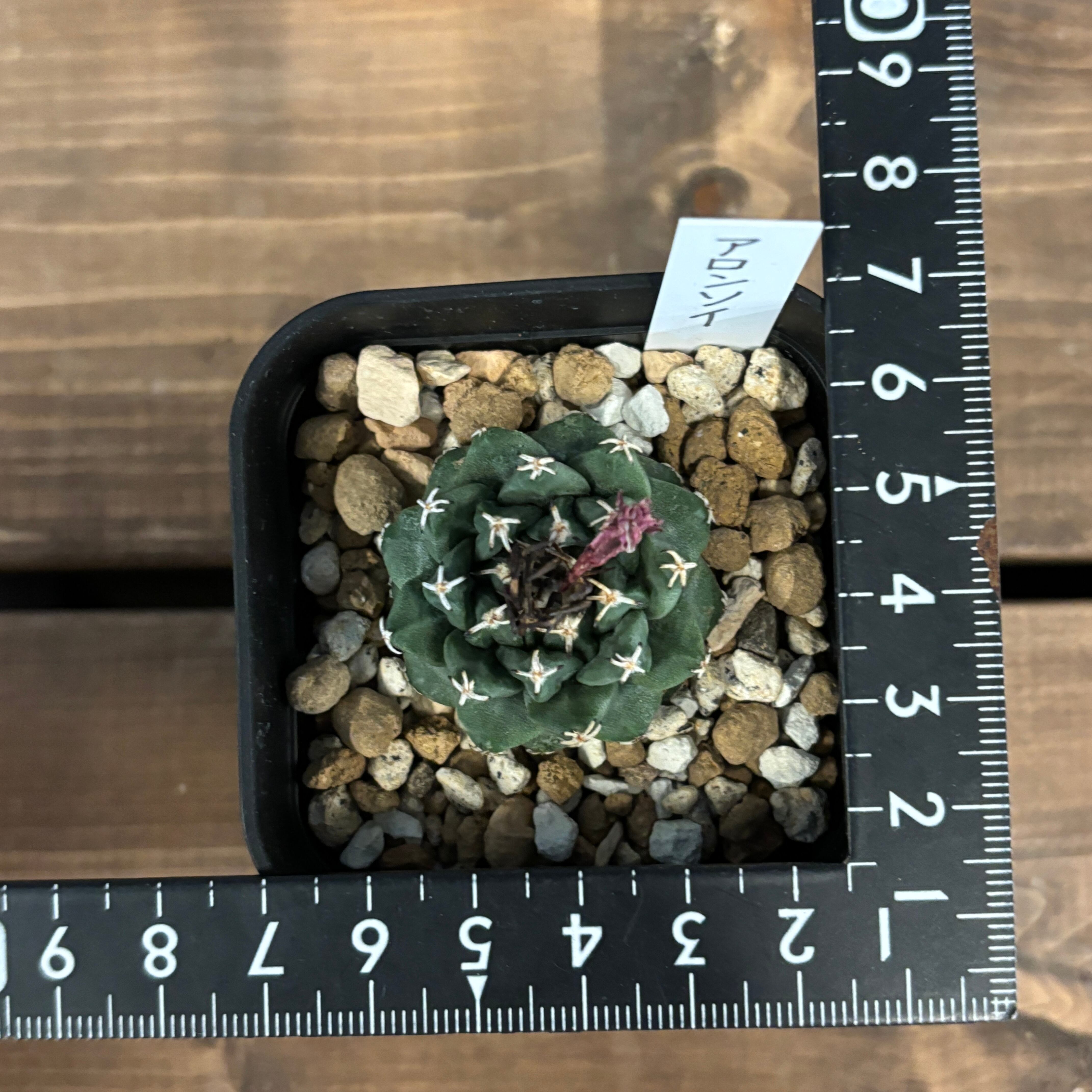 サボテン ツルビニカルプス アロンソイ【595】 | PROTOLEAF プロトリーフ