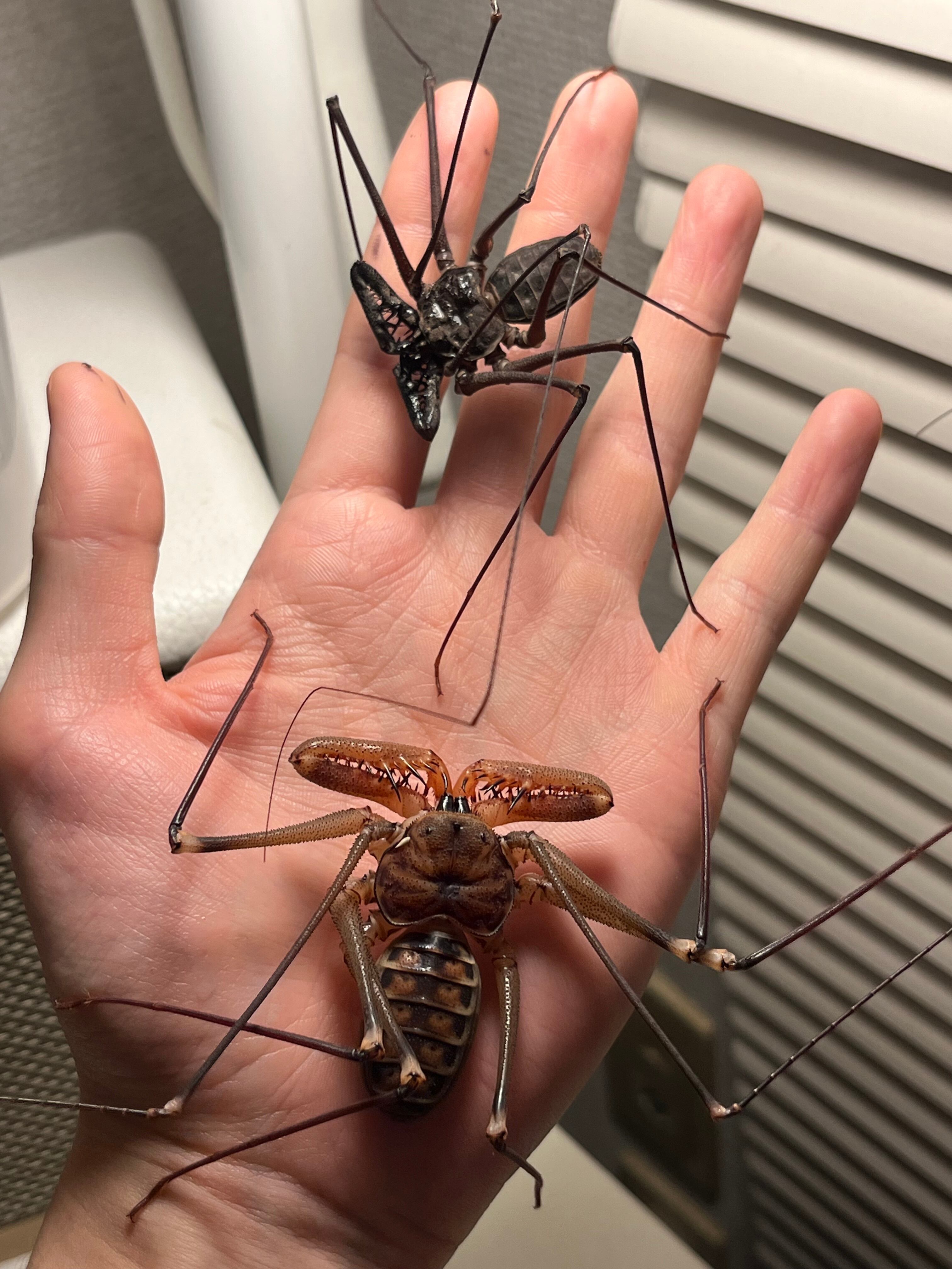 腕蟲希少種】Heterophrynus elephasウデムシ ヒヨケムシ 三大奇蟲