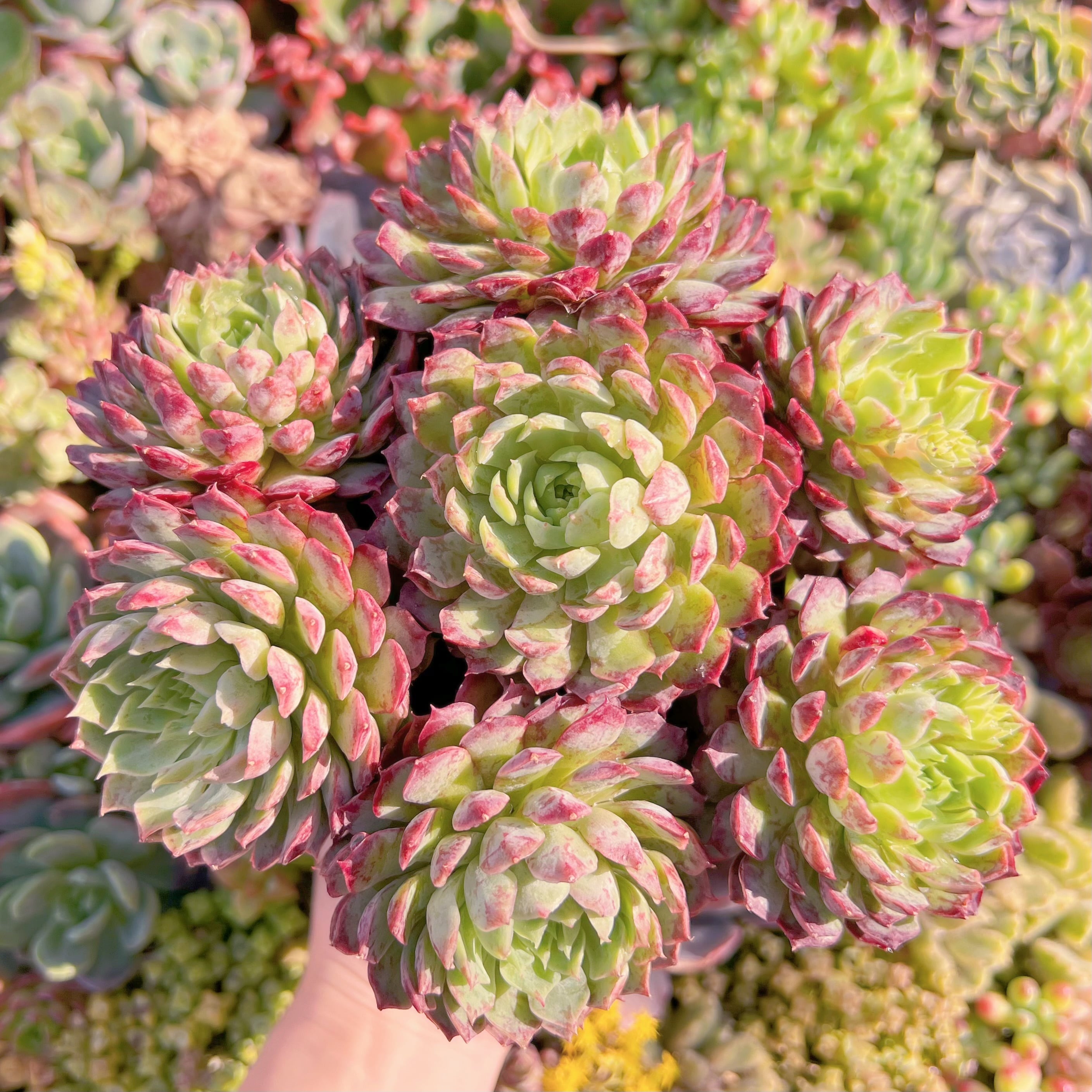 現品　朱砂痣#M283　特特大群生　新入荷　るる農園