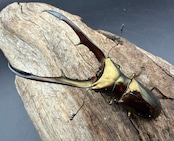 《メタリフェルホソアカ亜種サンギレンシス 72mm ペア》