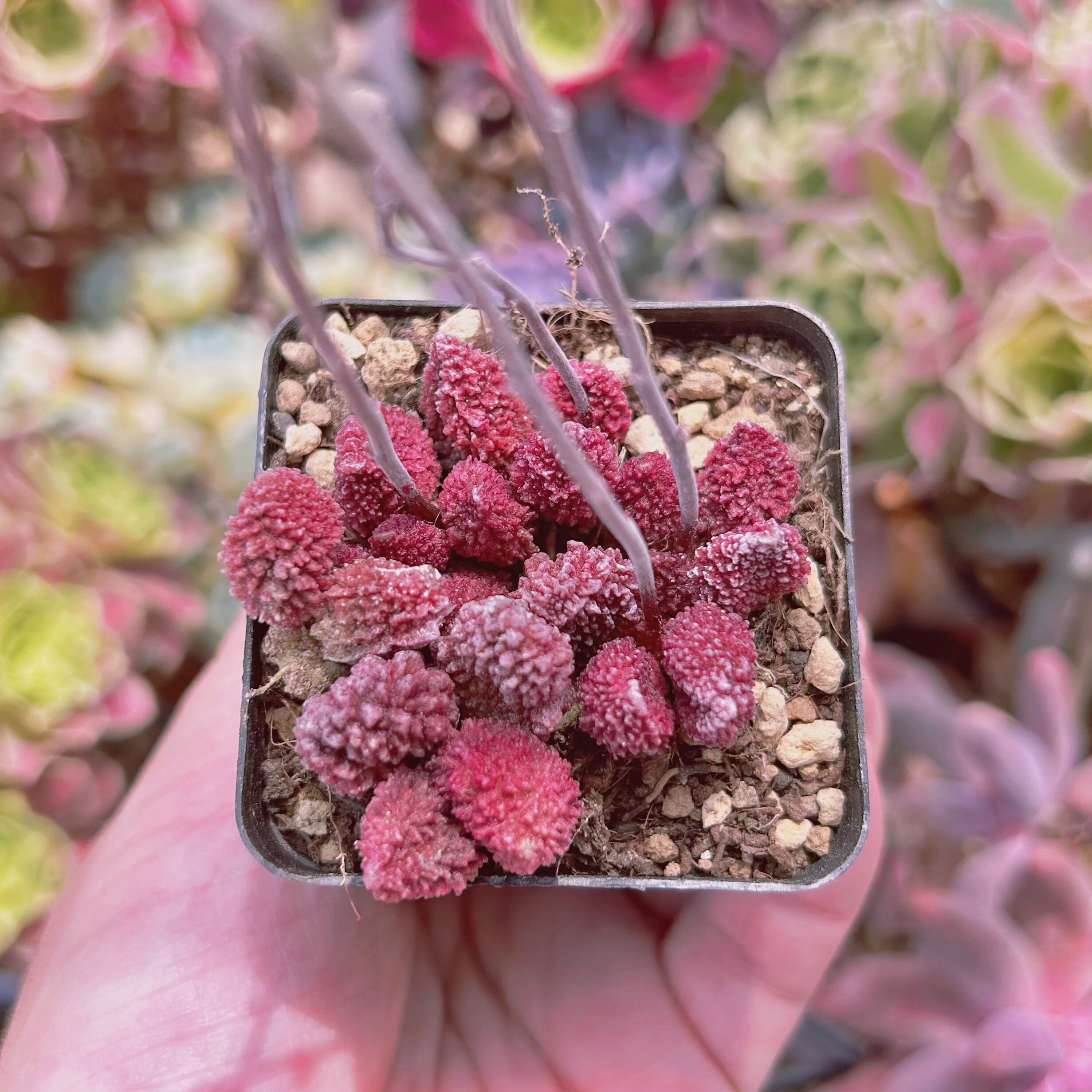 #574現物　多肉植物　朱紫玉　抜き苗