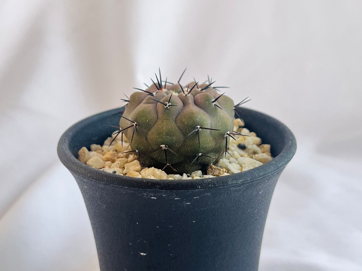 Copiapoa cinerea var. columna-alba コピアポア コルムナアルバ 孤竜 