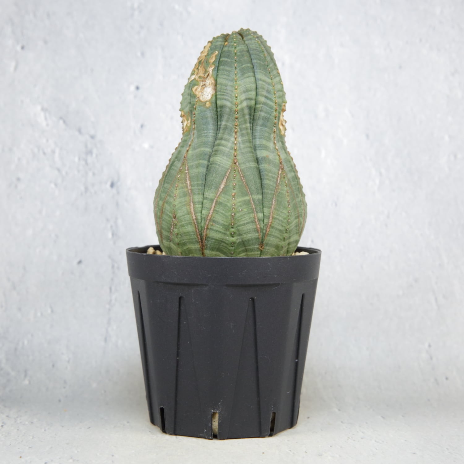 ユーフォルビアオベサ　瓢箪型　多陵 11稜】多稜タイプ Euphorbia Obesa ユーフォルビア オベサ