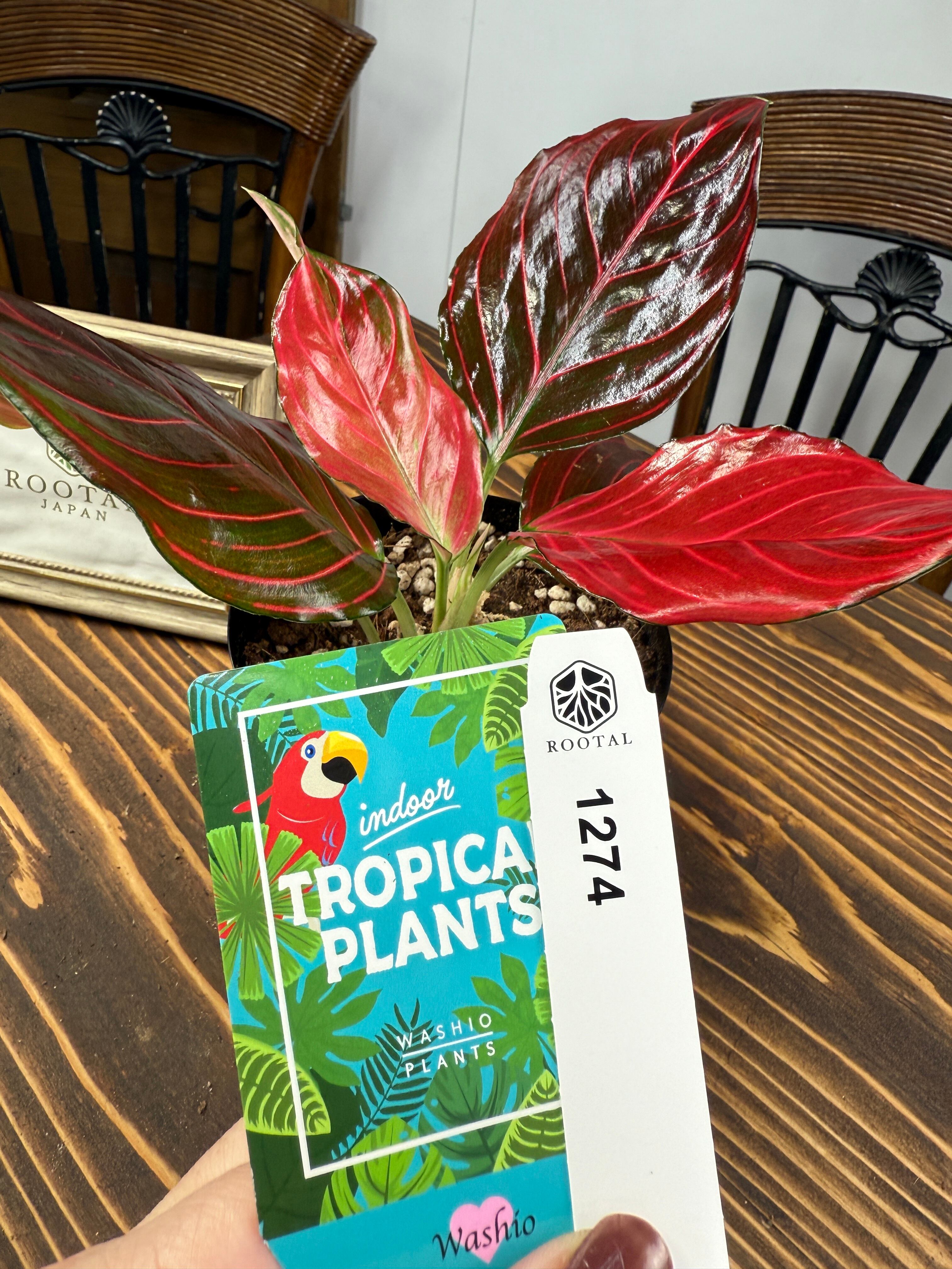 アグラオネマ | ROOTALPLANTS