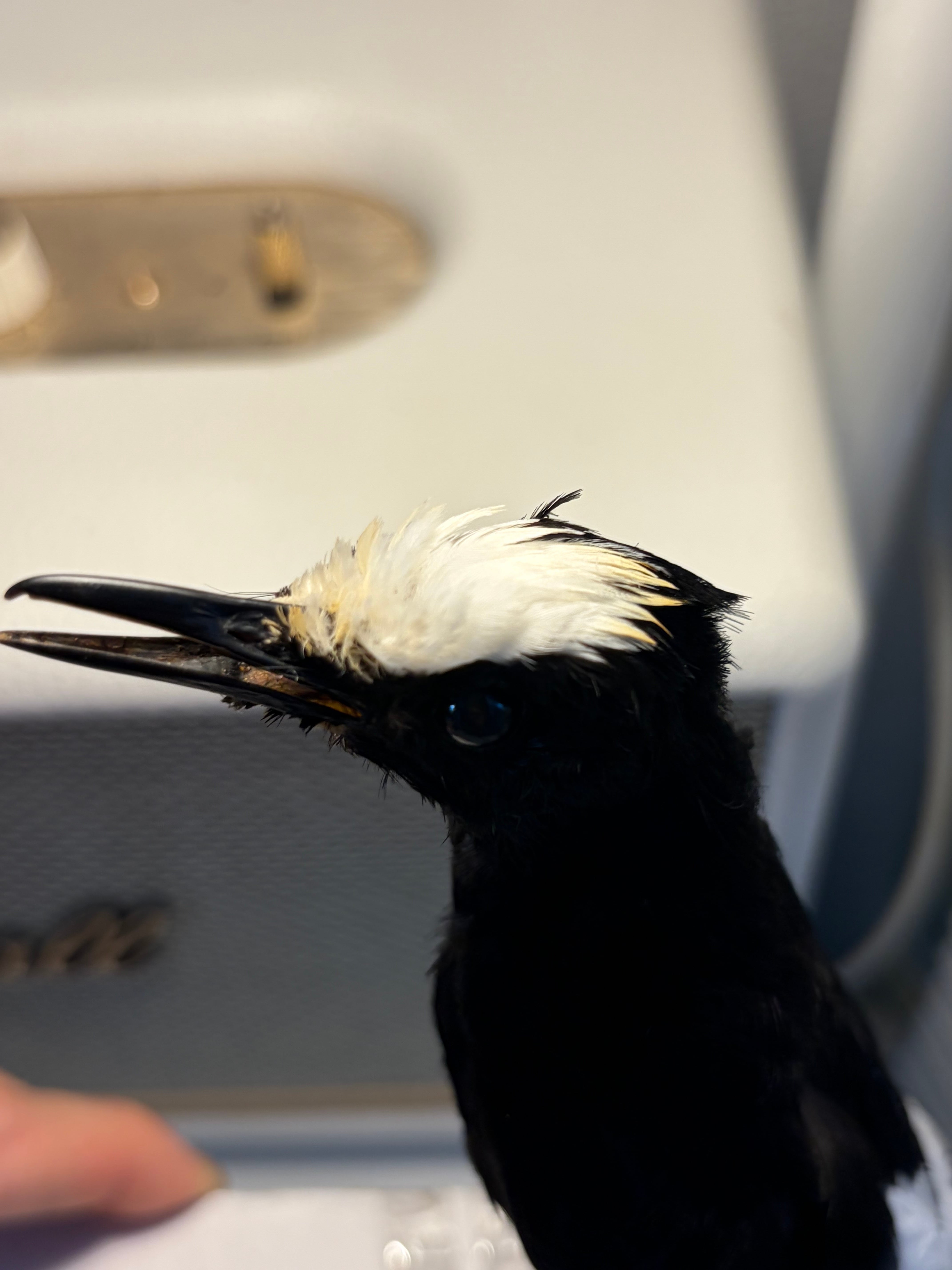 鳥剥製】エンビシキチョウ 標本 置物 インテリア スズメ 木彫り バード