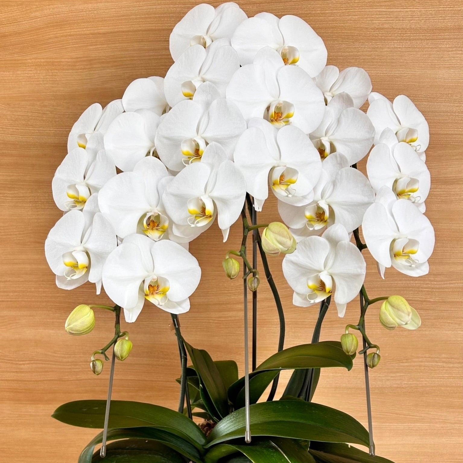 8e1365439b538c6e58698b59104899