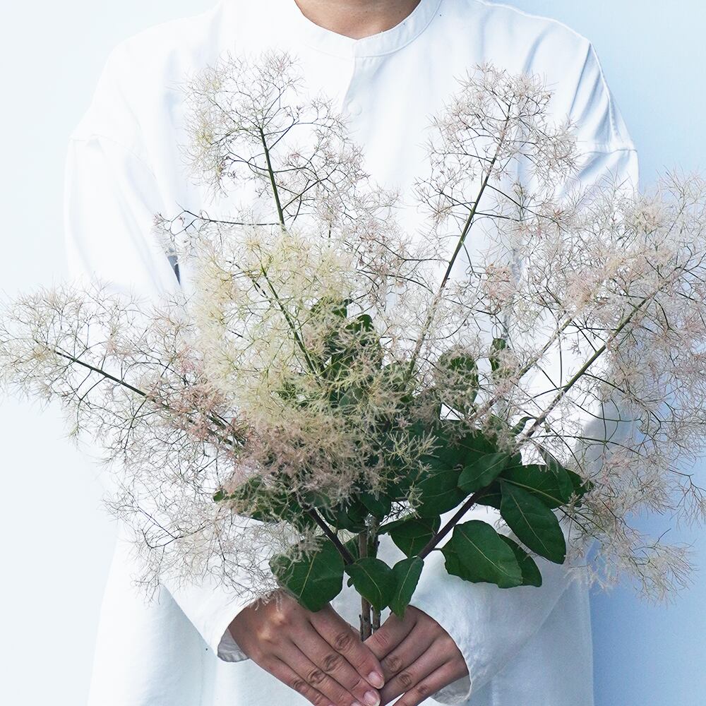 スモークツリー 3本 送料込 よいはな Yoihana 最高品質のお花をお届けするネット通販