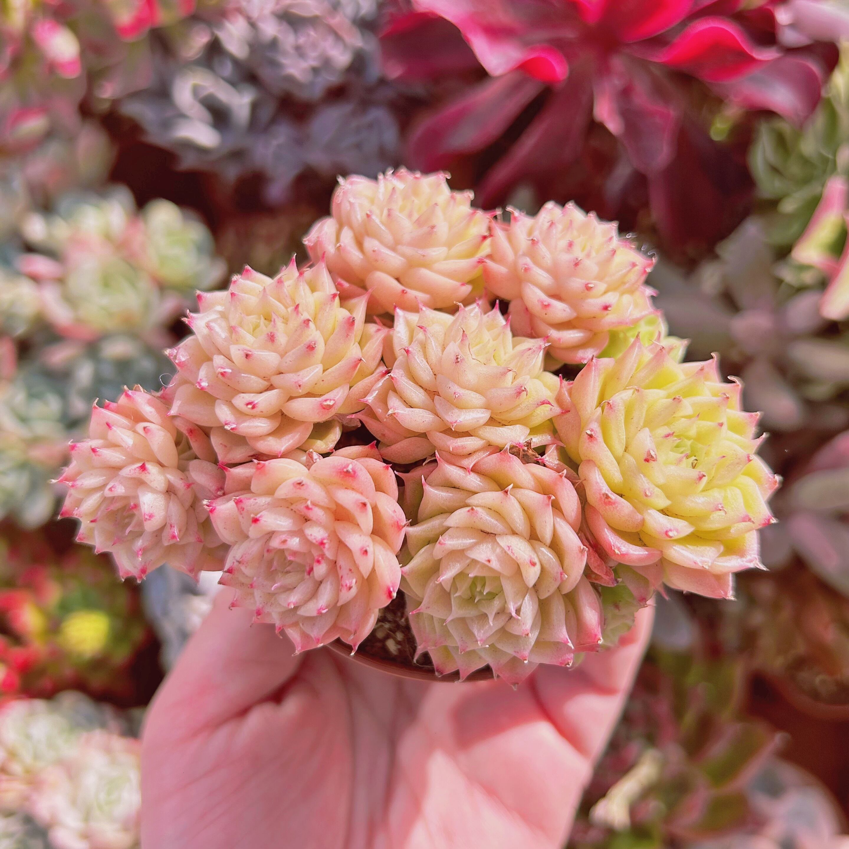 #569現物　多肉植物　ミスティ