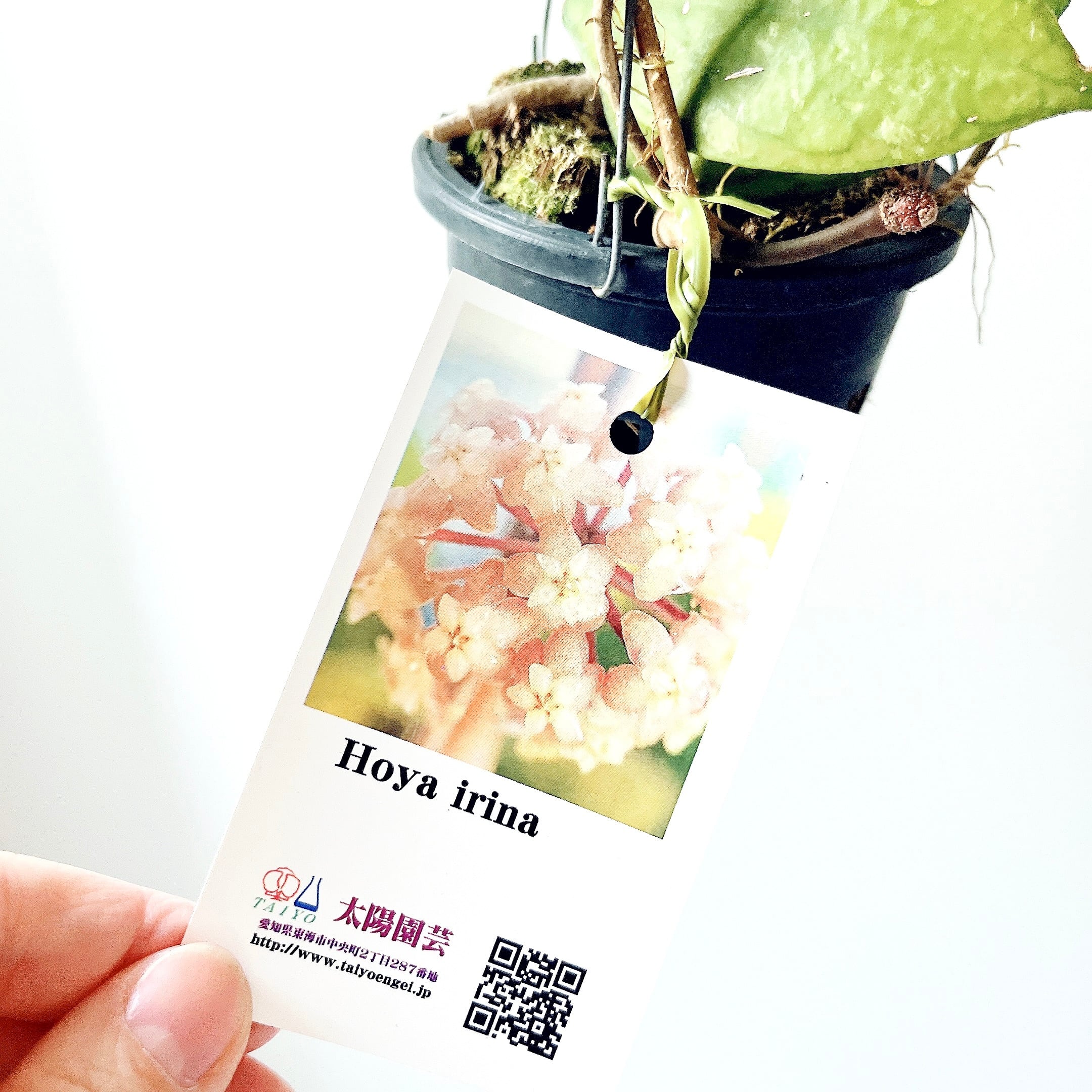 希少品種ホヤコレクション：Hoya irina（ホヤ・イリナ）｜太陽園芸