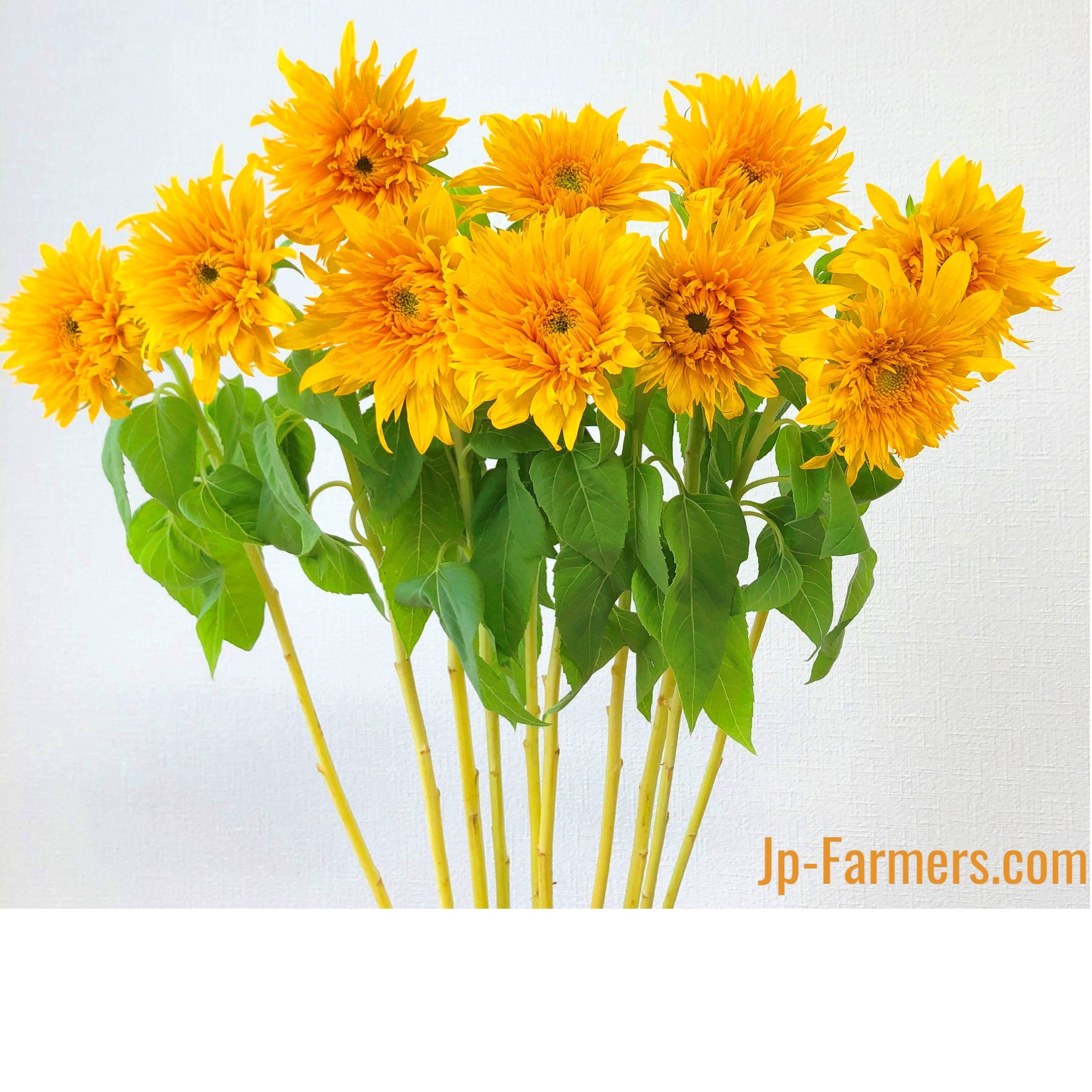 八重品種のひまわりで元気をチャージしよう！！ 20本 | 新鮮お花問屋
