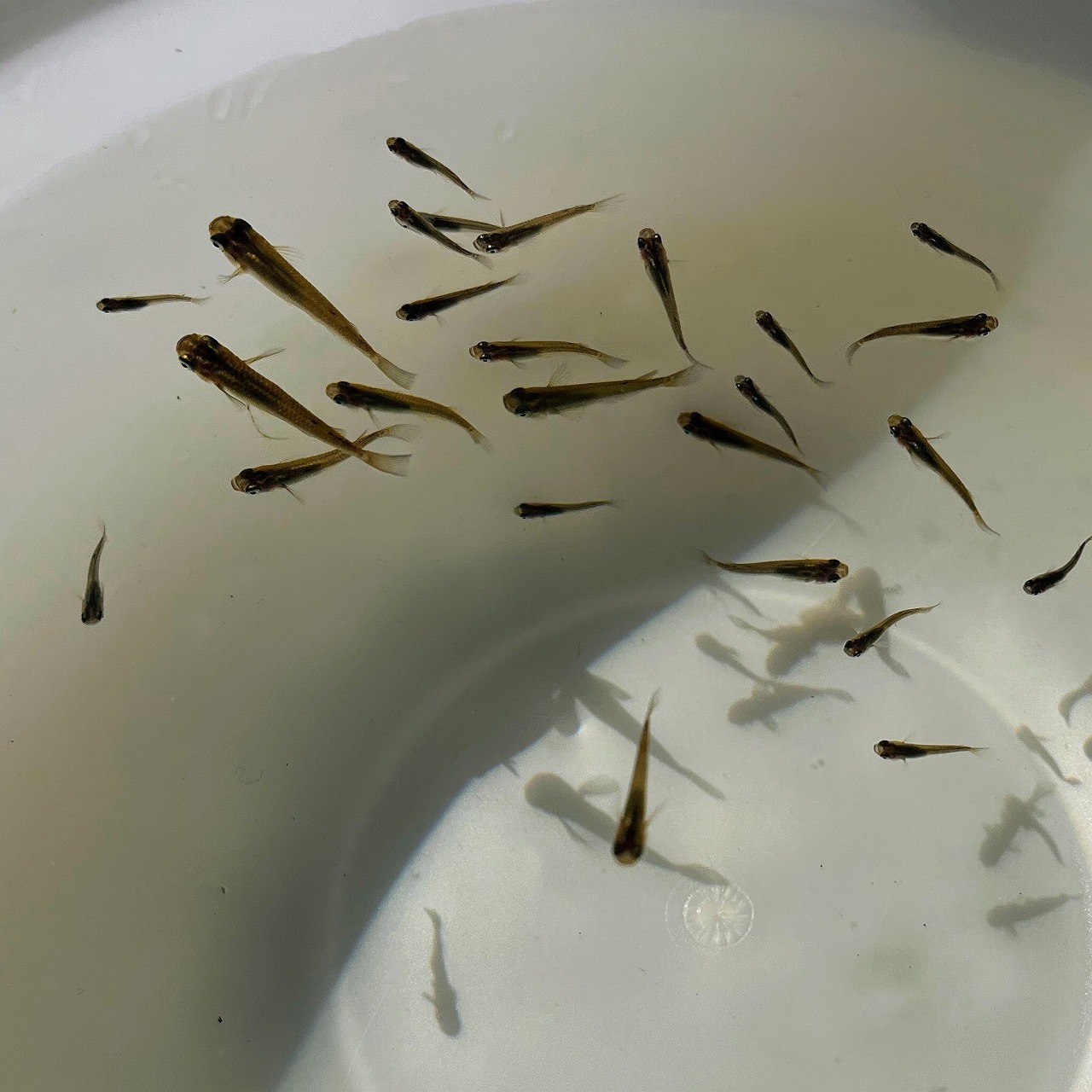 （淡水魚）メダカ（ミナミメダカ）（10匹）【生体】