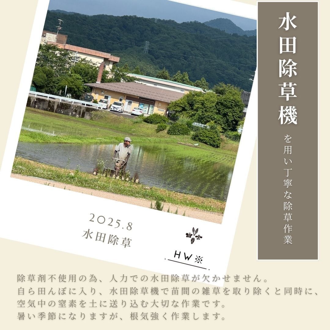 送料無料【令和7年度富山県産コシヒカリ／精米】ヘルジアンウッド米 10