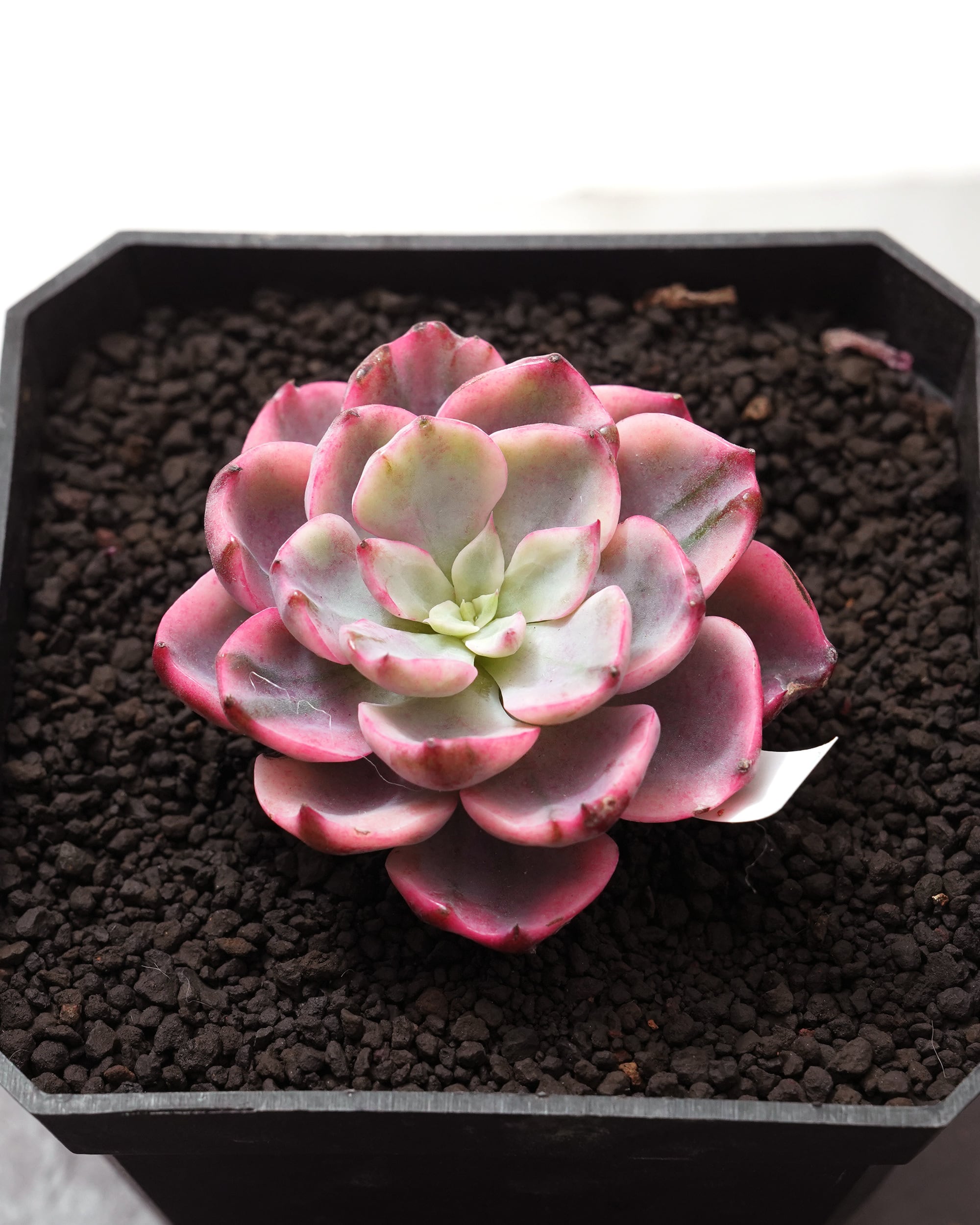 カット苗 レインドロップ錦 Echeveria 'Raindrops Variegated
