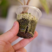 アロカシア バンビーノ ピンク│Alocasia bambino Pink⑮│観葉植物