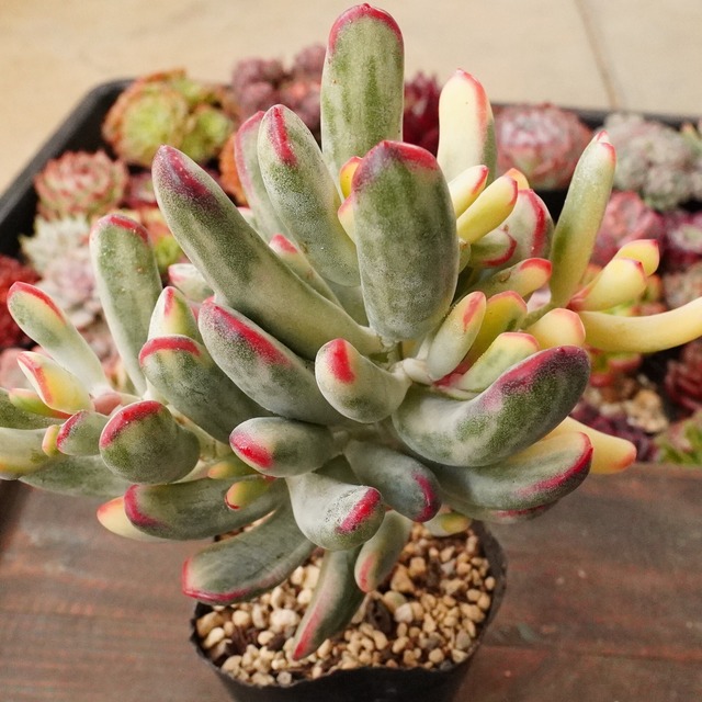 おすすめ【原種福娘錦 2】韓国多肉　斑入り　コチレドン