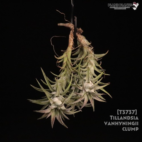 【送料無料】vanhyningii Clump〔エアプランツ〕現品発送T3737
