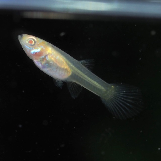 【セール】RREAブルートパーズ　1ペア