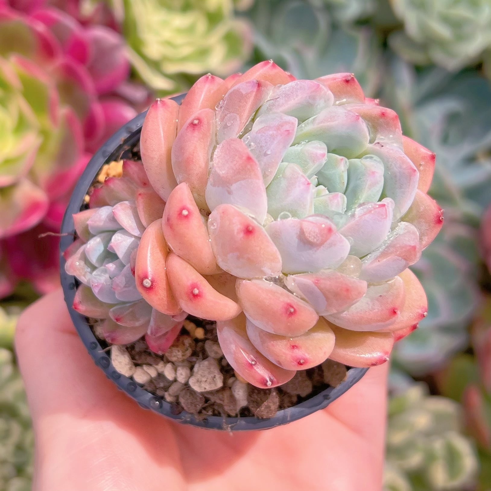 現品　キュッティ#092　るる農園