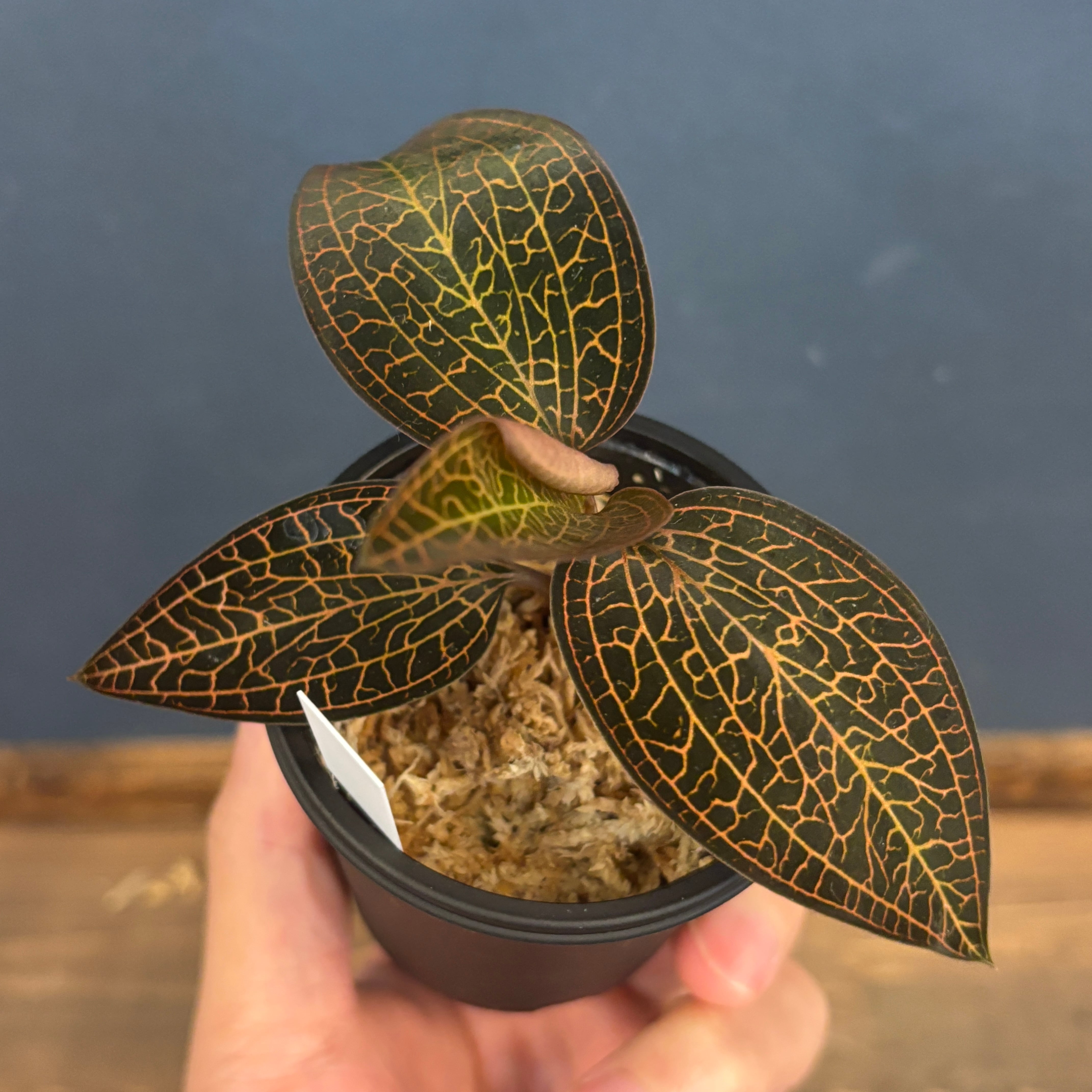 ジュエルオーキッド ルドキルス【63】 | PROTOLEAF プロトリーフ