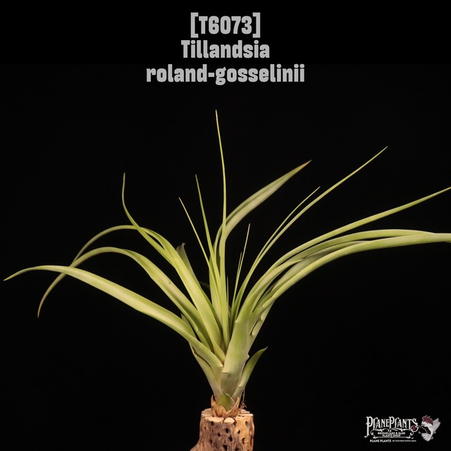 【送料無料】recurvifolia (=meridionalis) 〔エアプランツ〕現品発送T3149