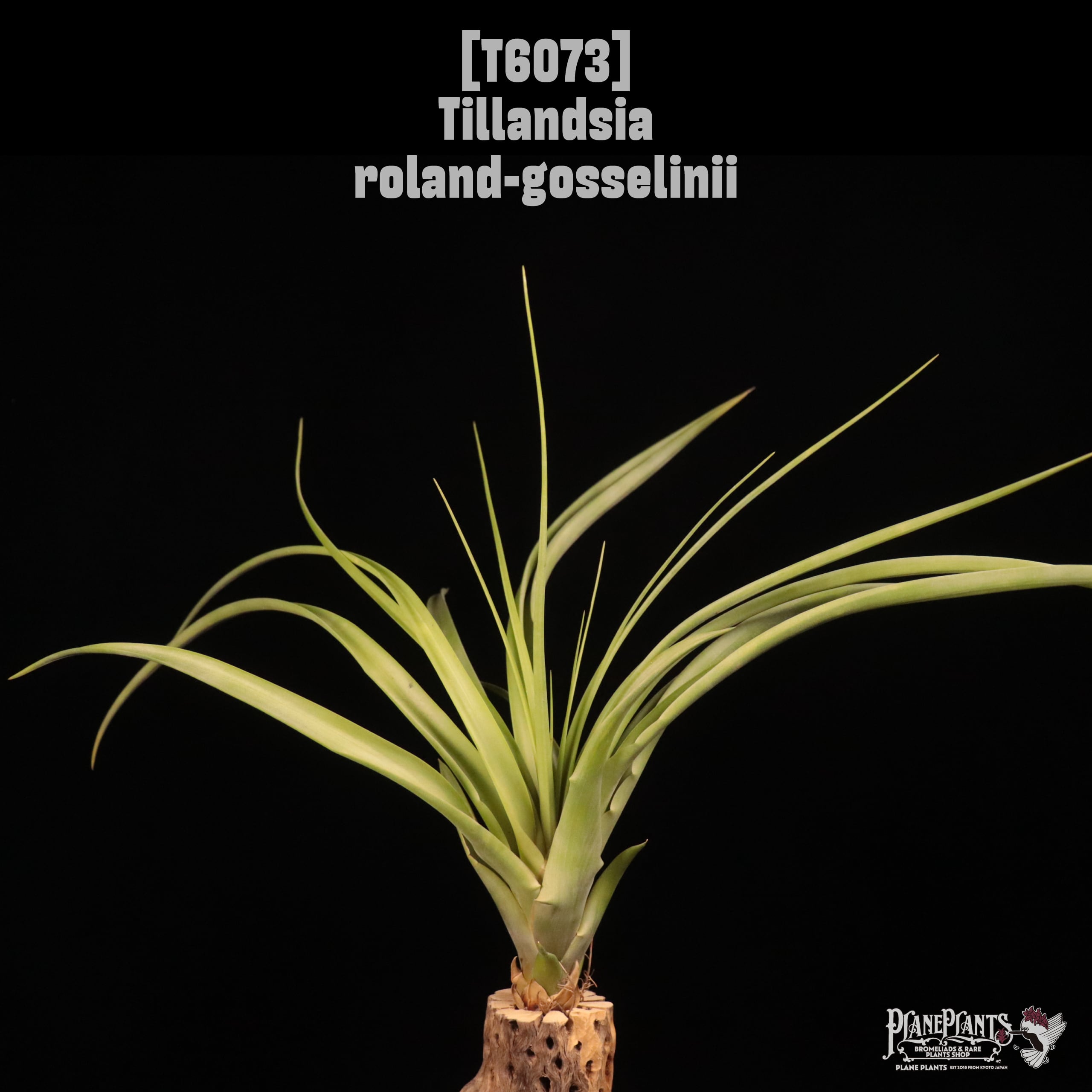Tillandsia roland-gosselinii〔ティランジア〕T6073