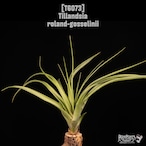 Tillandsia roland-gosselinii〔ティランジア〕T6073