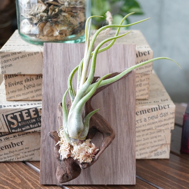 チランジア カプトメデューサ 流木 ウッドプレート付き エアープランツ 箱庭インテリア