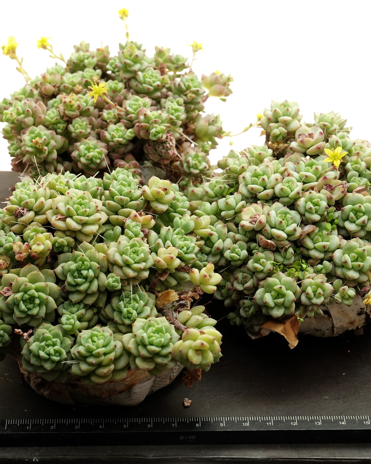 抜き苗 キャラメルスプライト 大ボリューム Sedum perezdelarosae