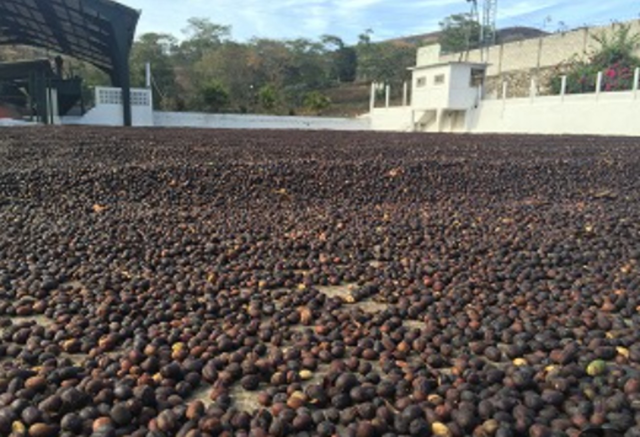 【New】 グアテマラ 240g オリエンテ ナチュラル