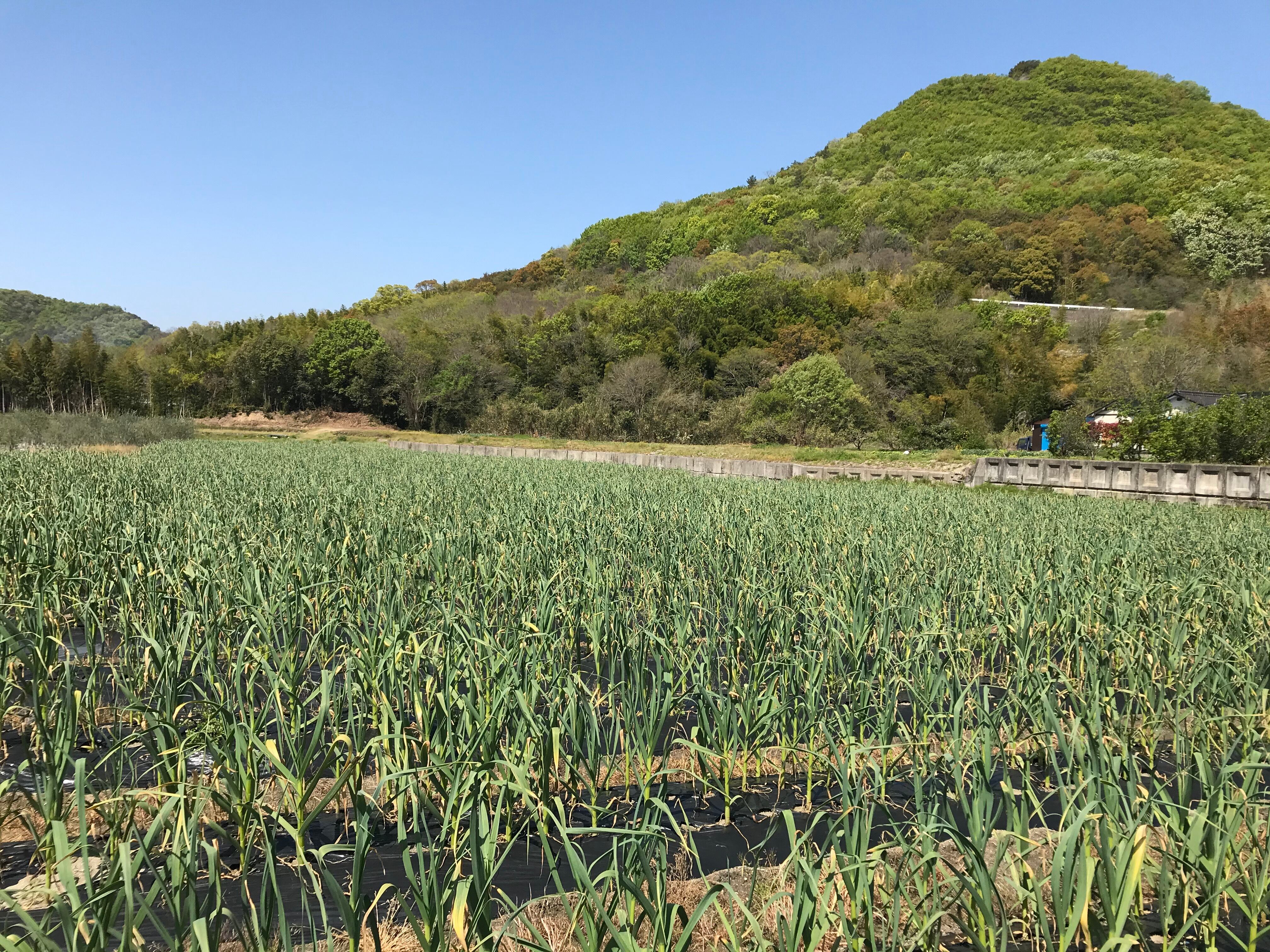 農家直送 香川県産にんにく 1Kg 【令和8年産】【国産】【乾燥にんにく
