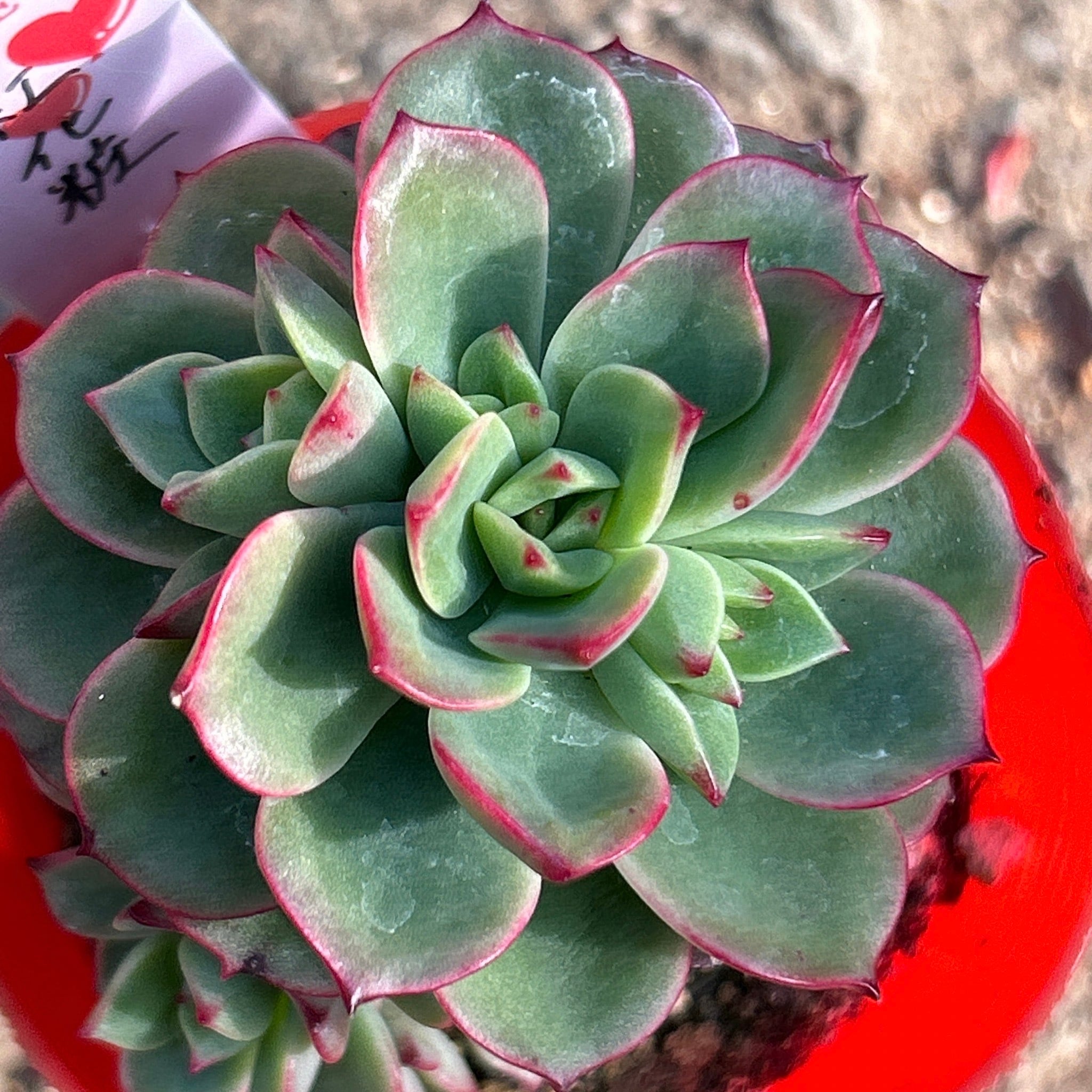 紅化粧 | RuPo 多肉植物専門店