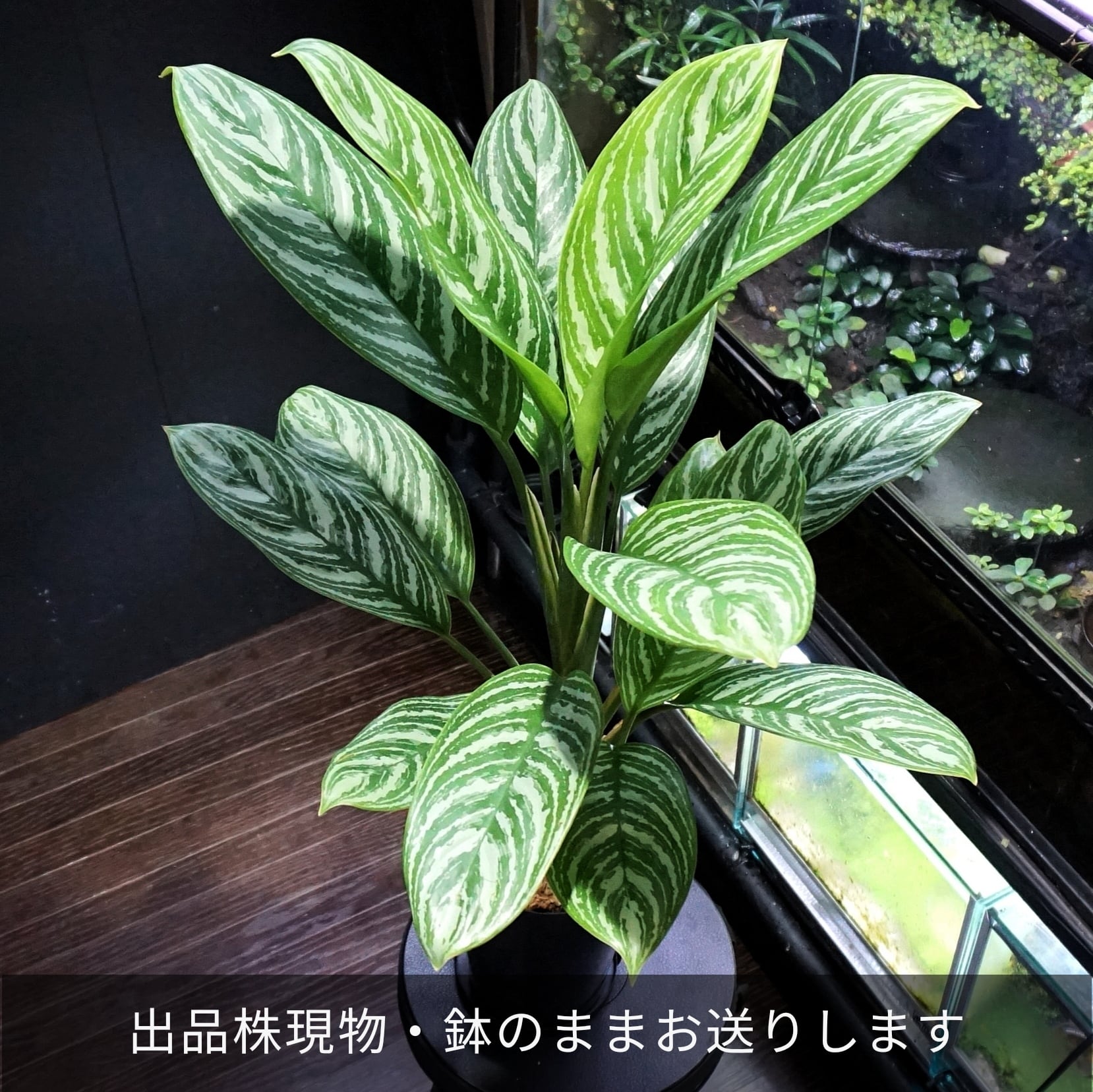 超美株 アグラオネマ カーティシー Aglaonema “Curtisii” 植物 | red