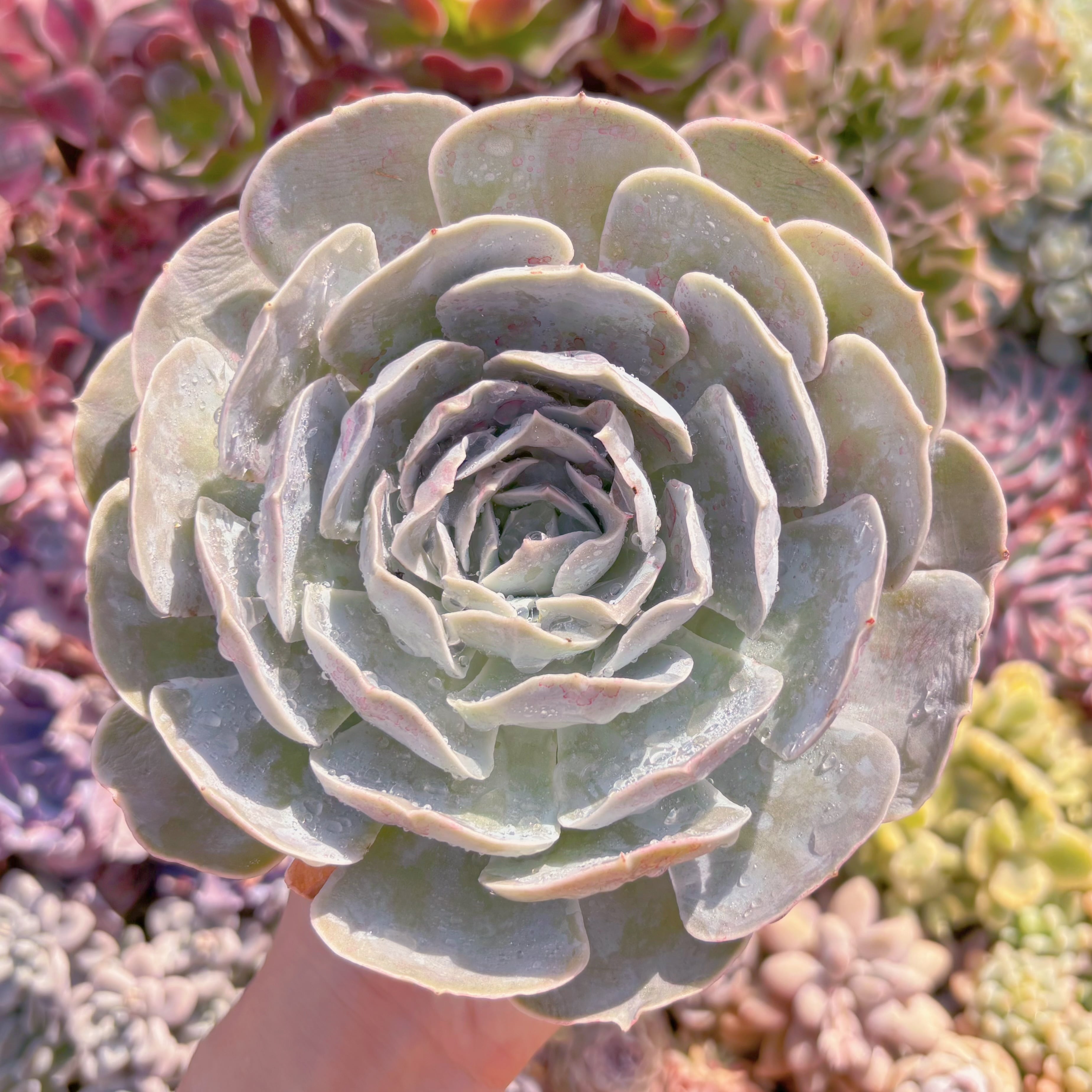 多肉植物　ルンヨニー サンカルロス　大苗　新入荷　るる農園