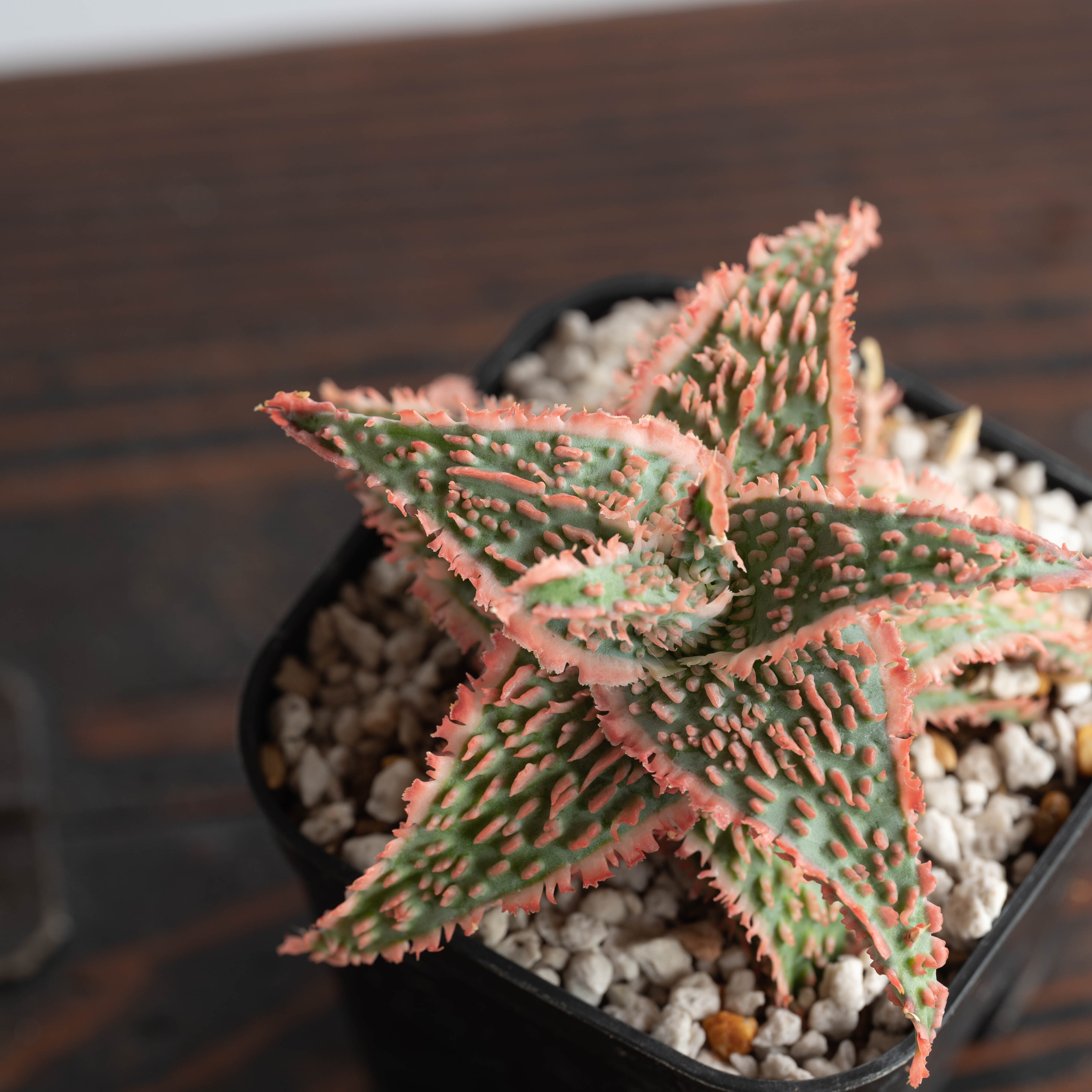 アロエ ハイブリッド -Aloe hybrid- No.13 | Agave Rocon